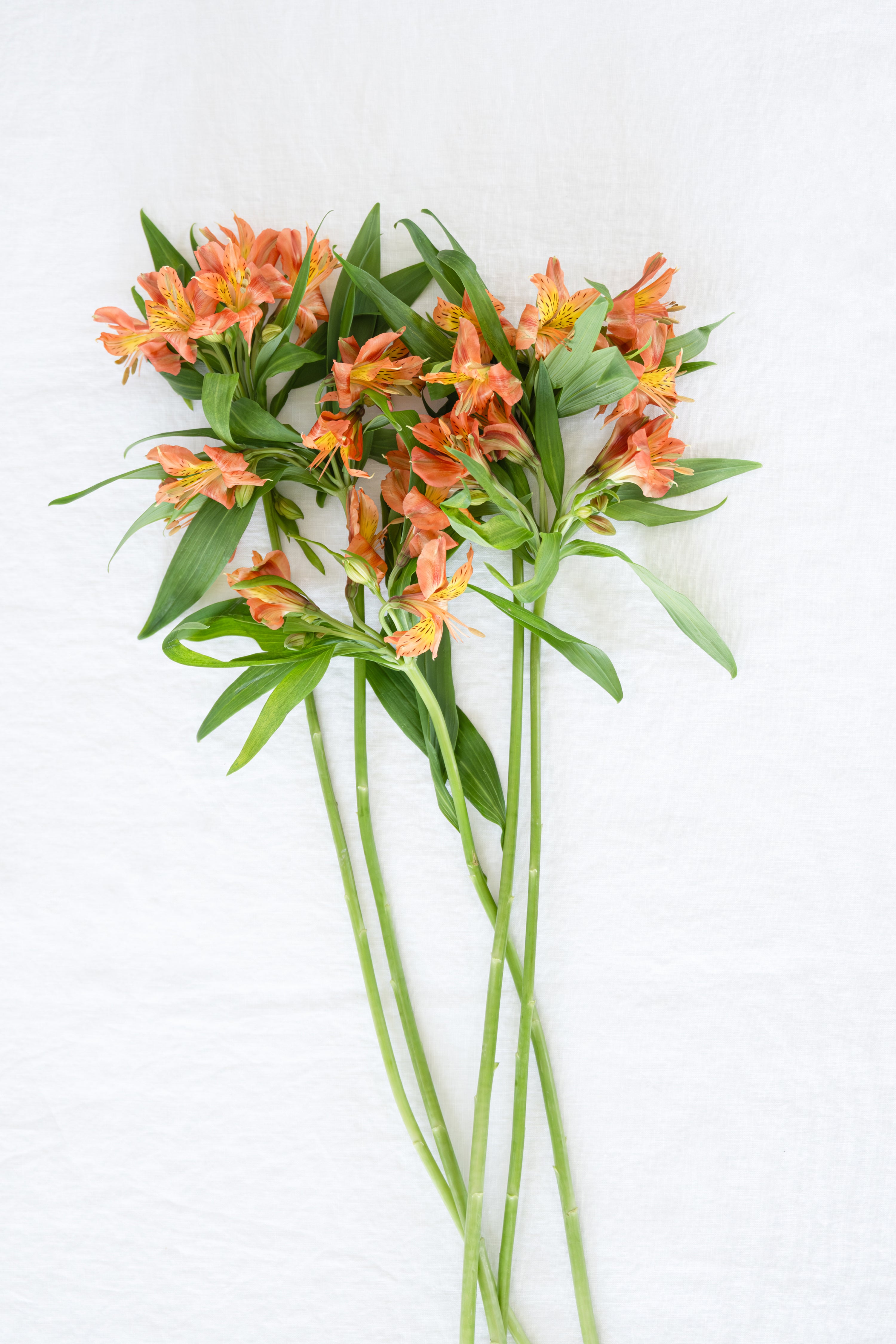 Alstroemeria in Orange