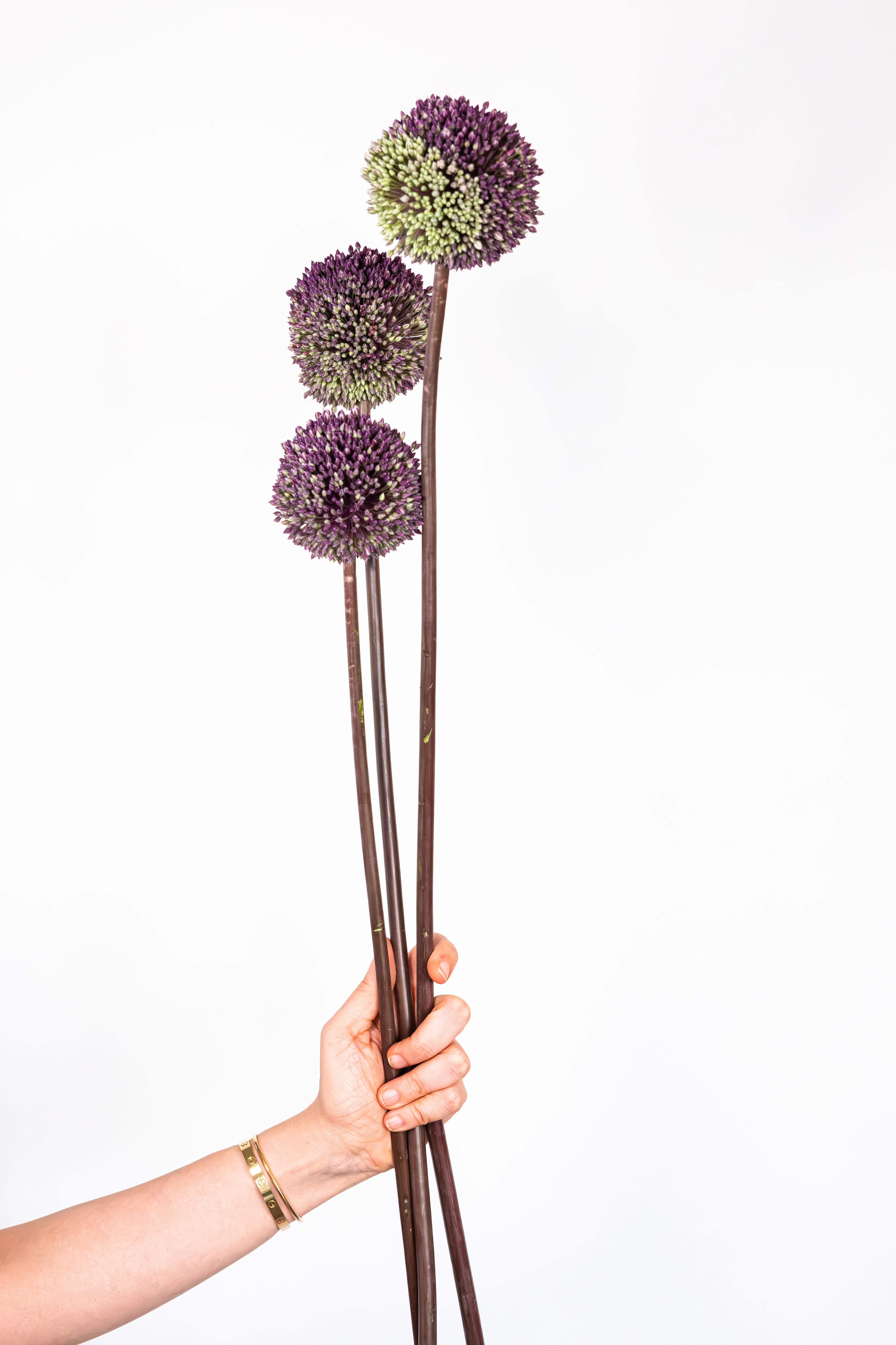 Allium Forelock Purple