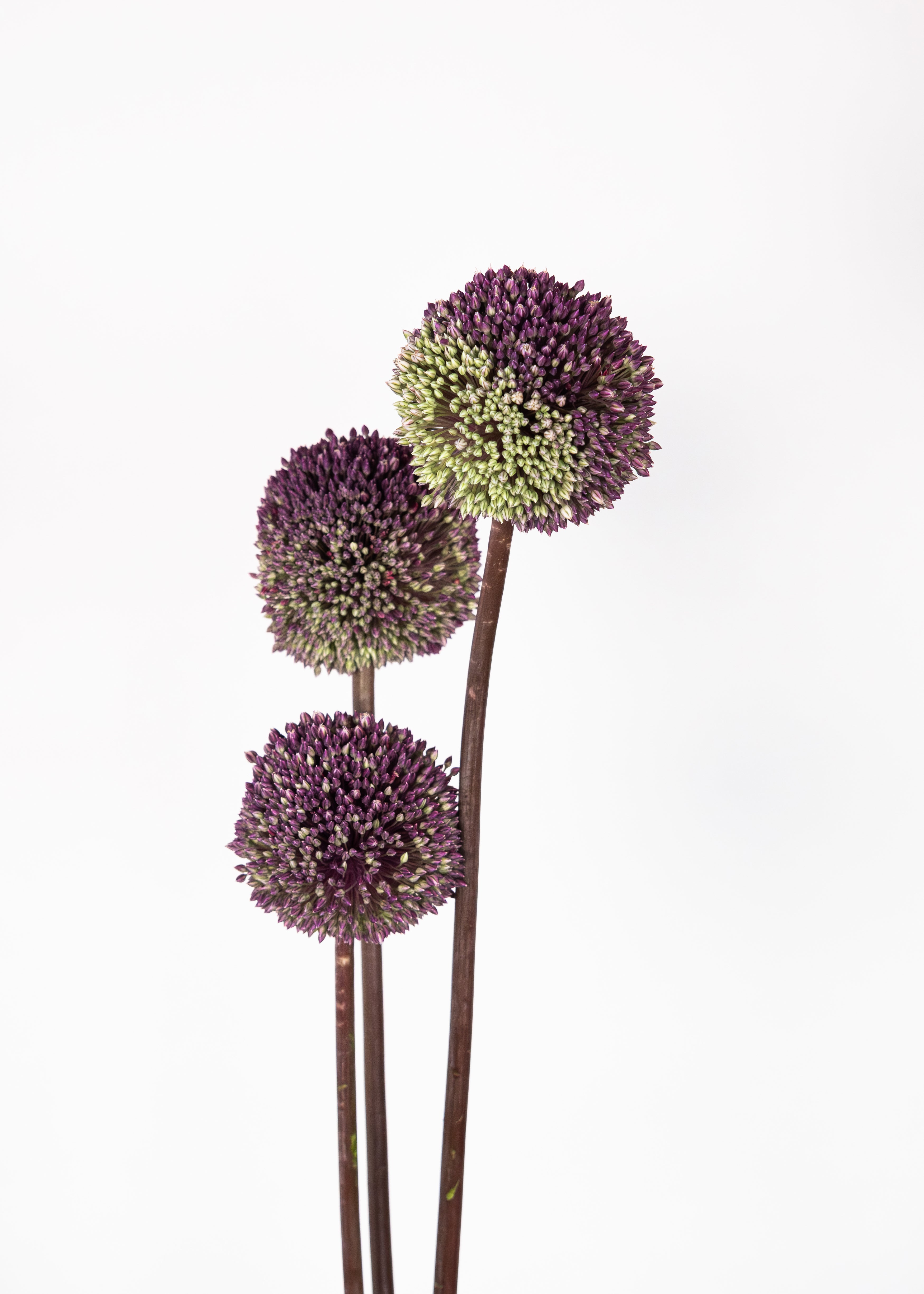 Allium Forelock Purple