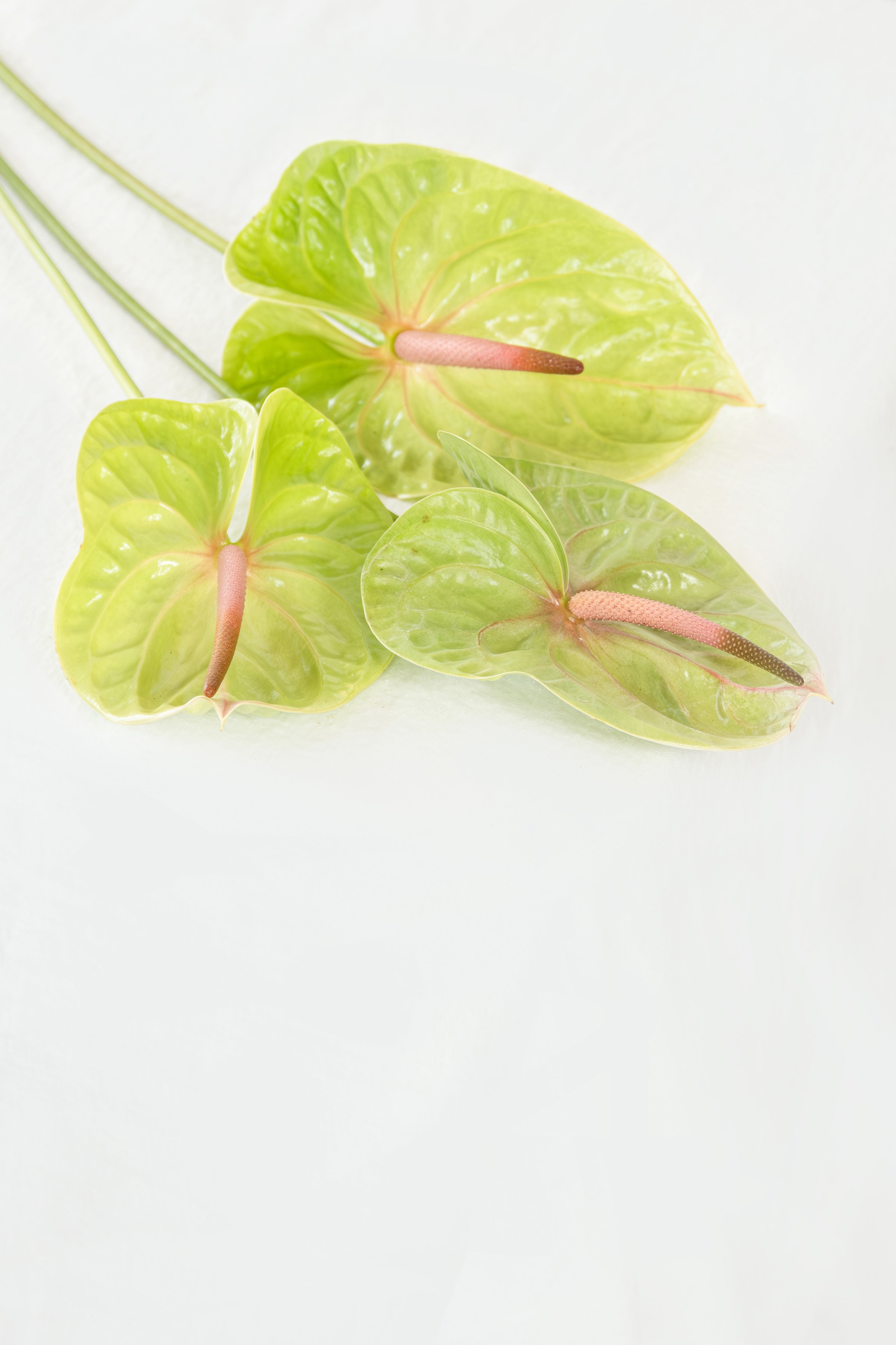 Anthurium in Green