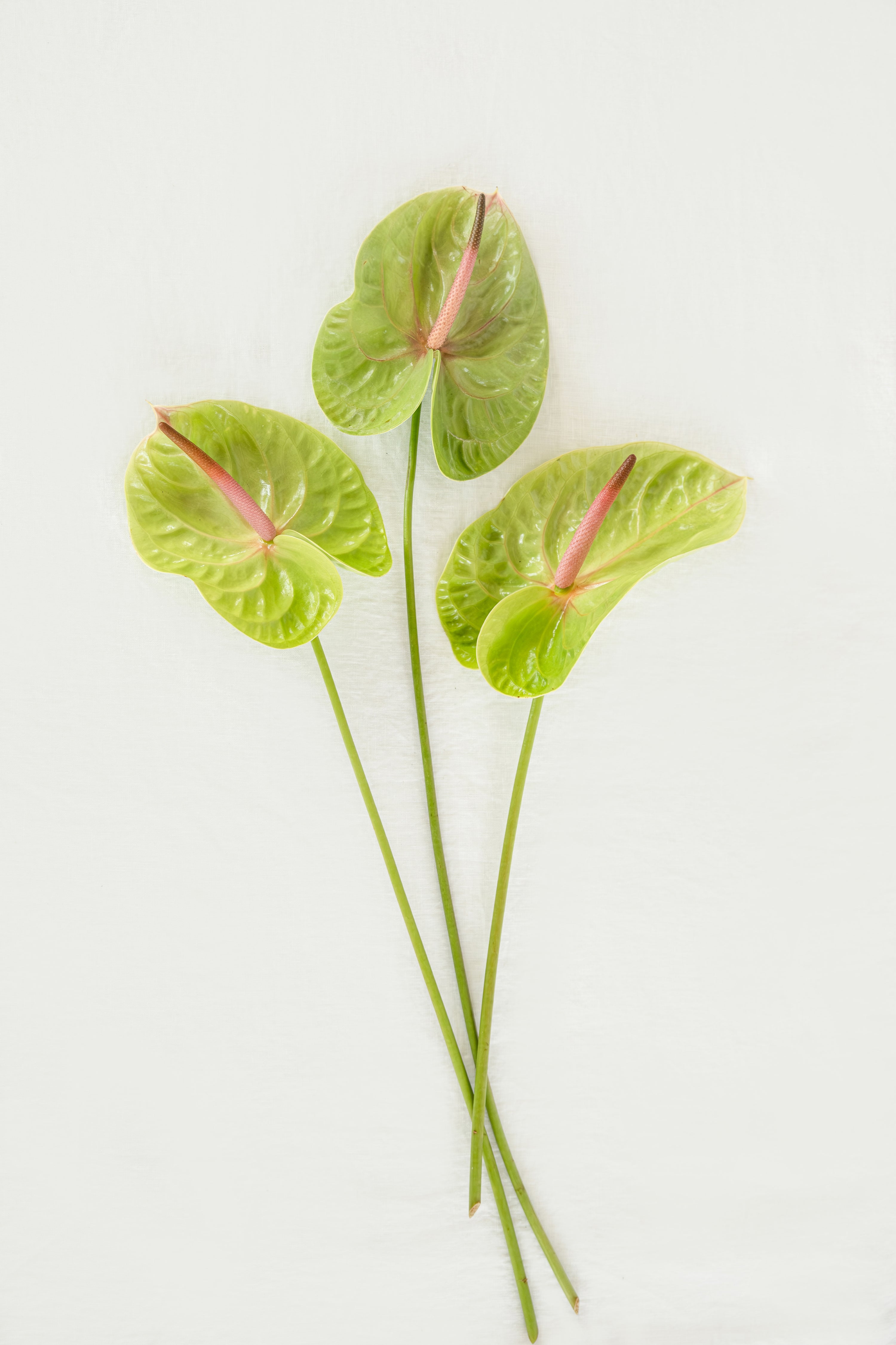 Anthurium in Green