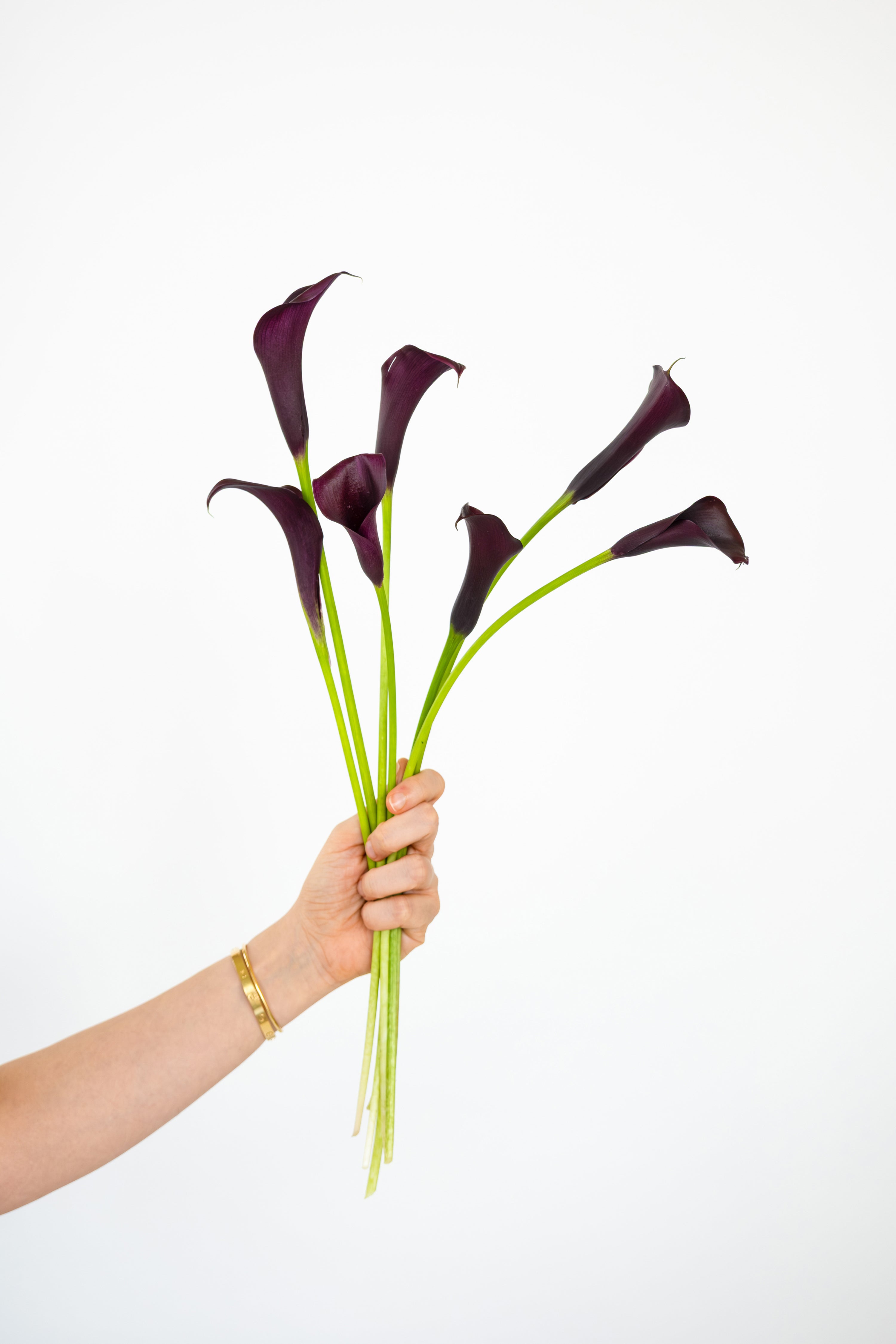 Calla Lily in Dark Purple