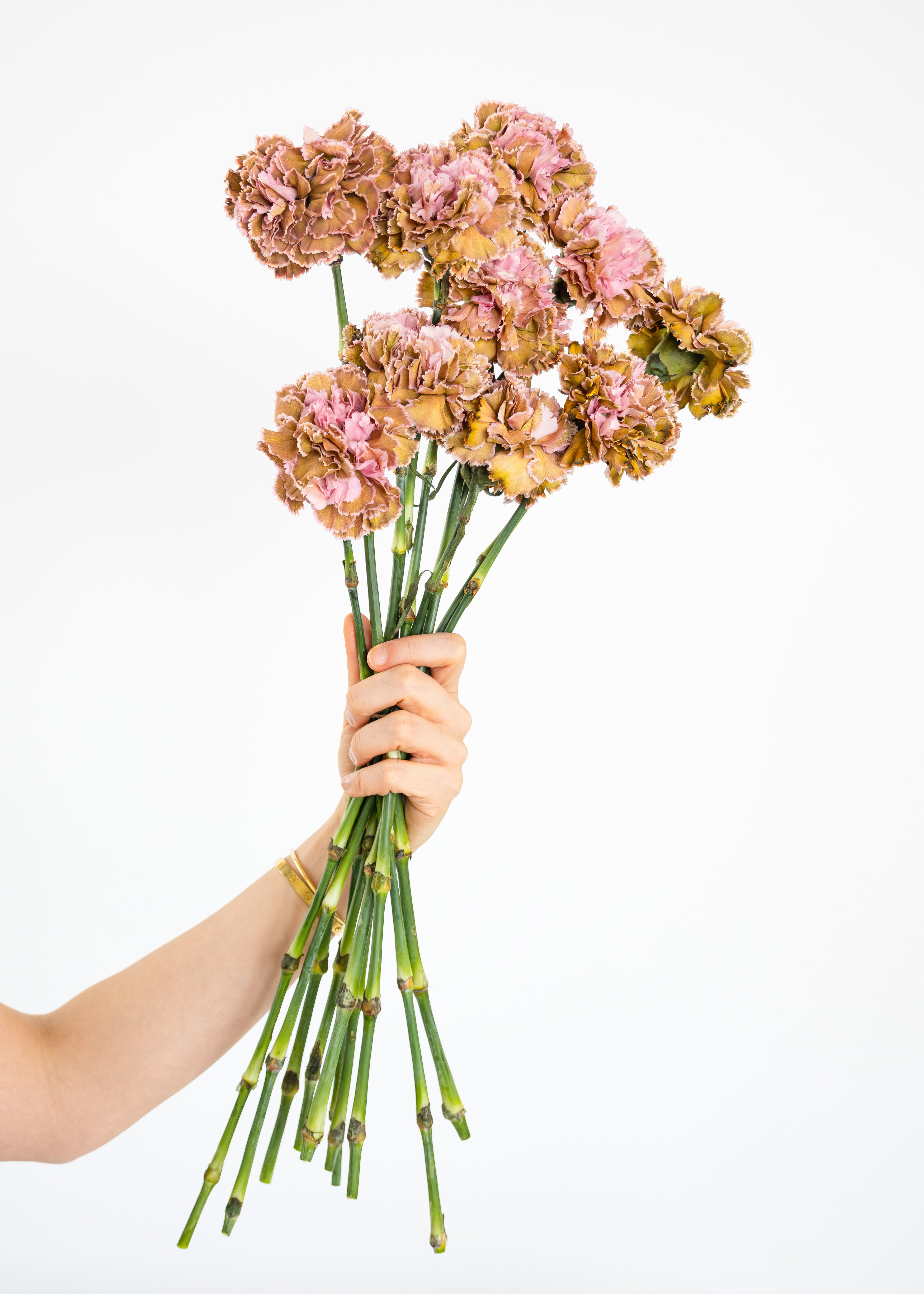 Carnation in Mix Olive and Pink