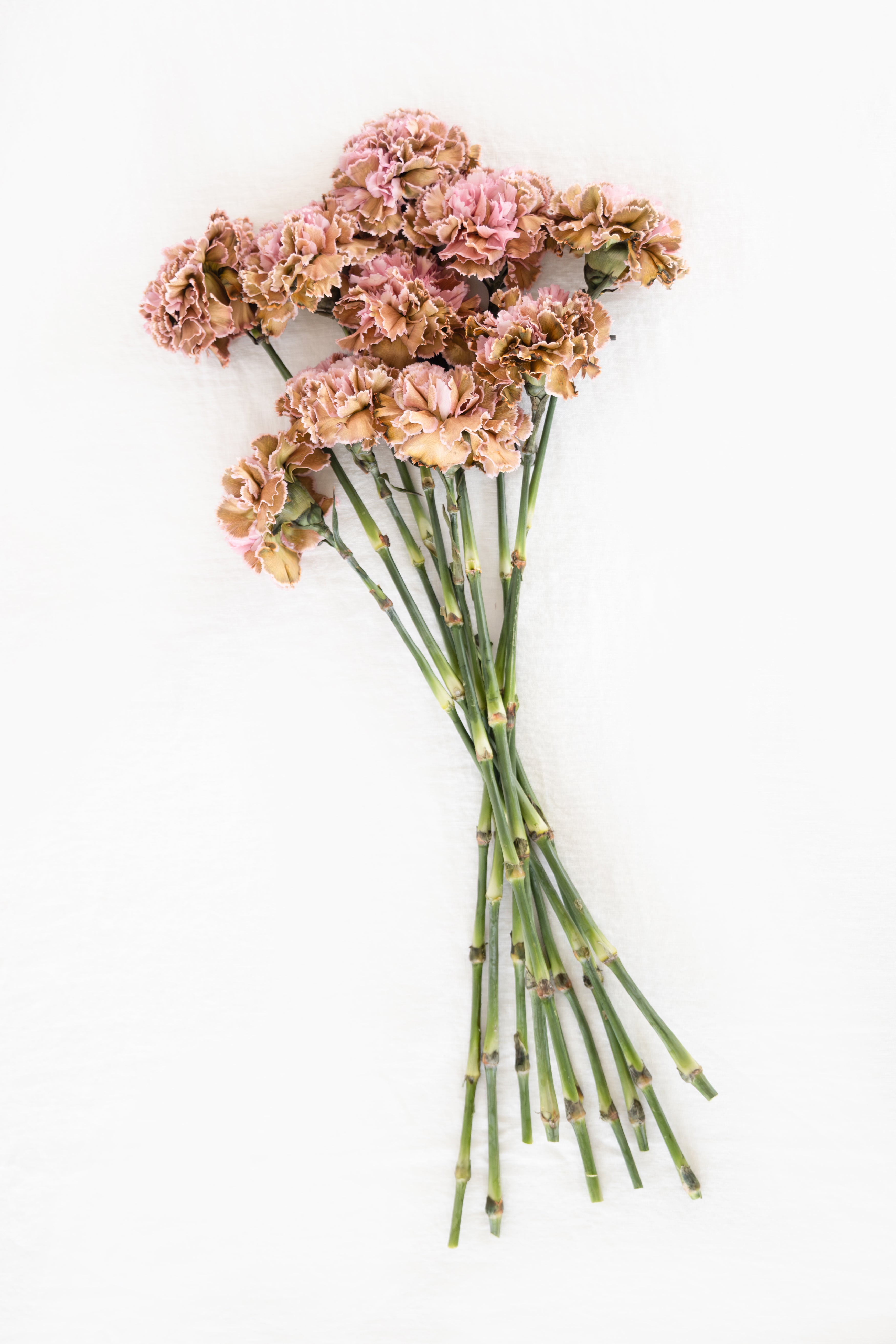 Carnation in Mix Olive and Pink