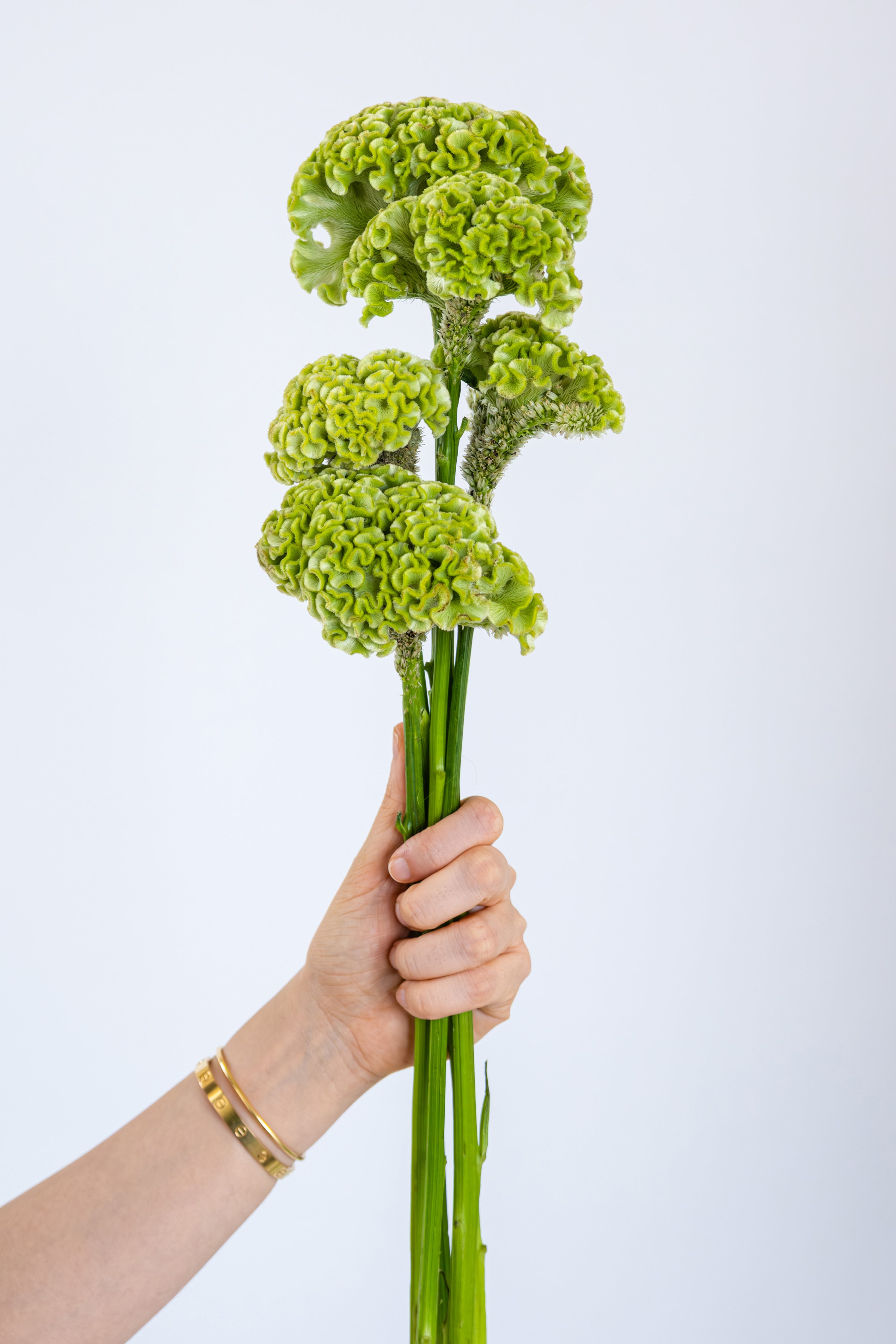 Celosia in Green