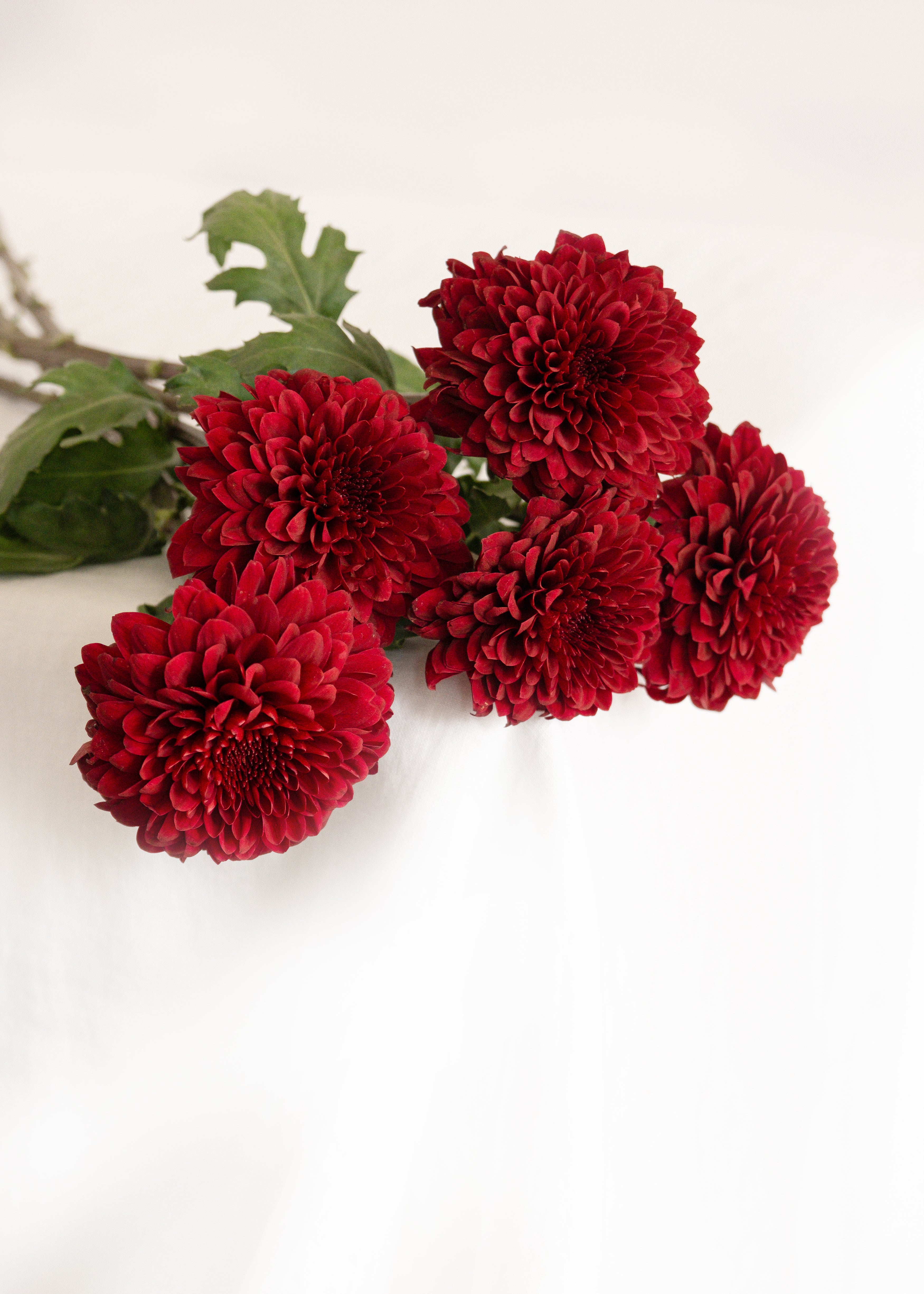 Chrysanthemum in Burgundy Red