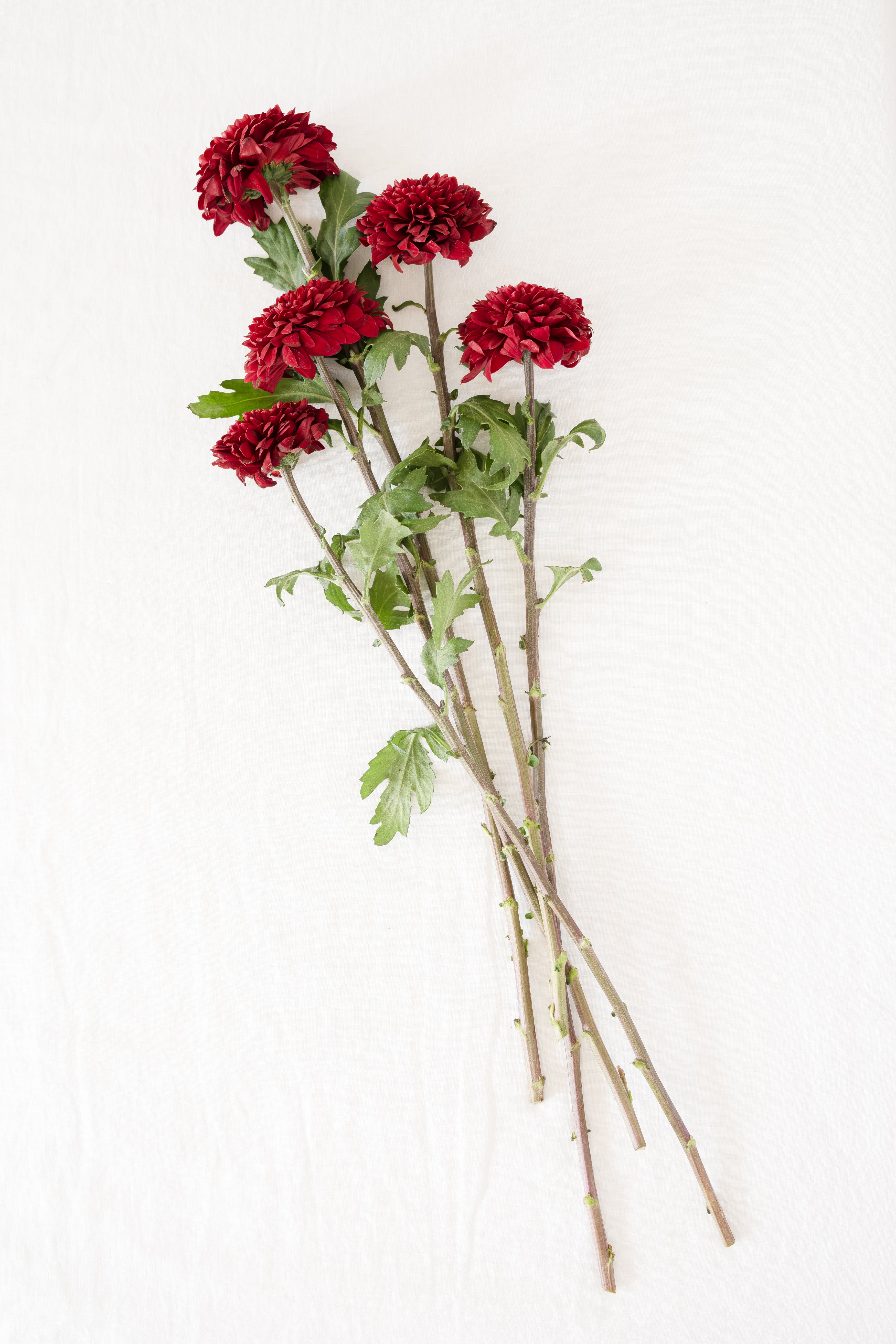 Chrysanthemum in Burgundy Red