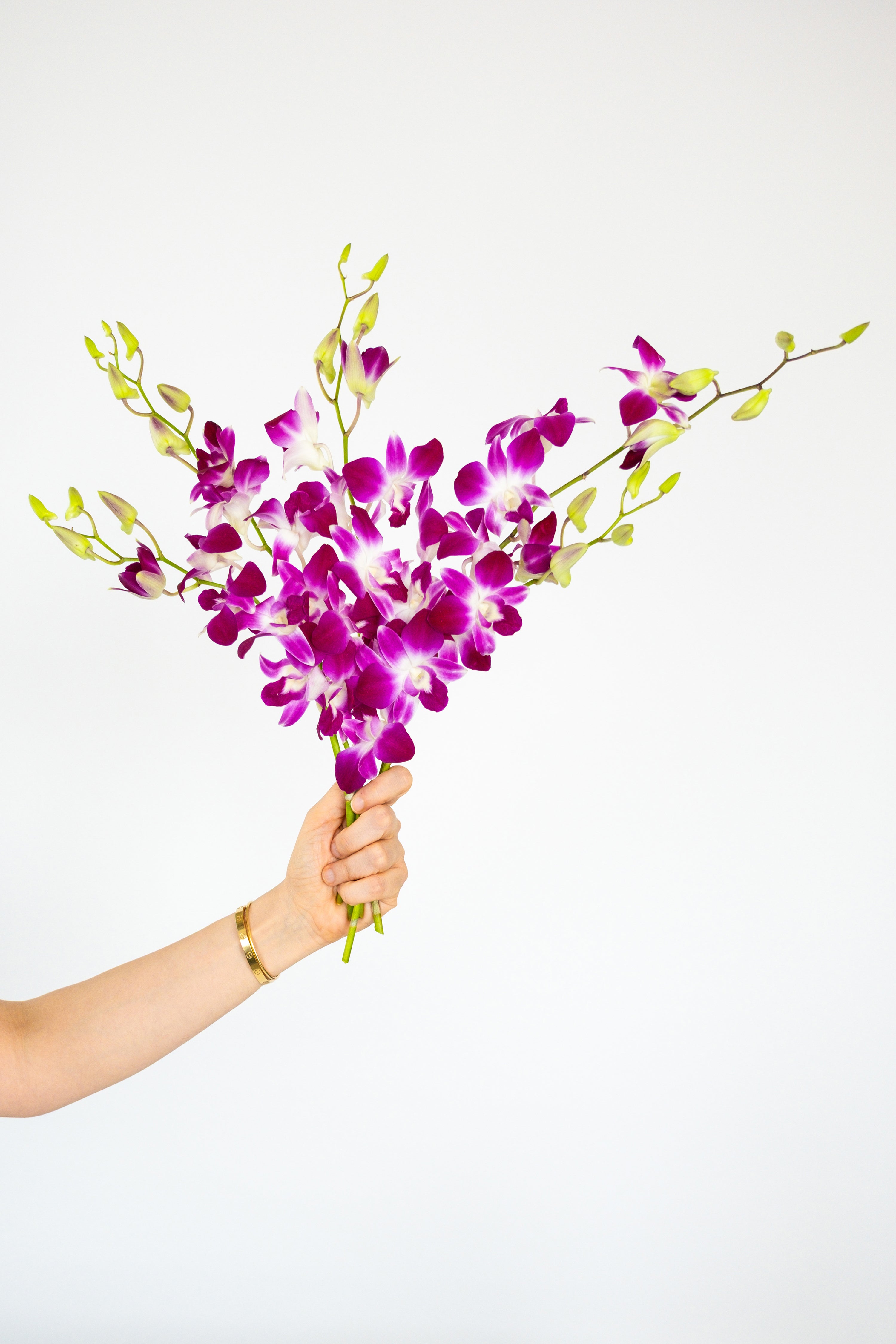 Denborium Orchid in Purple