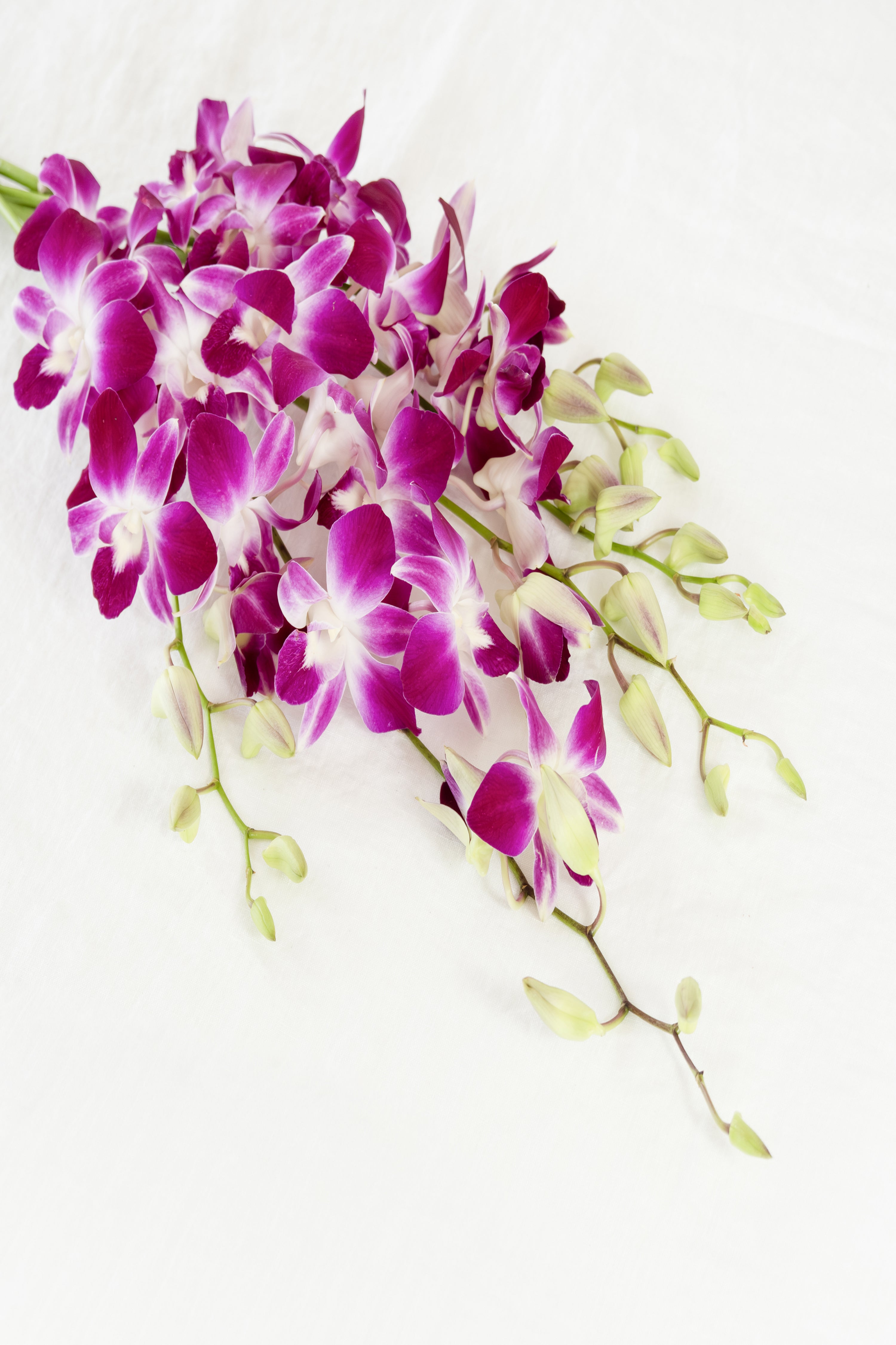 Denborium Orchid in Purple