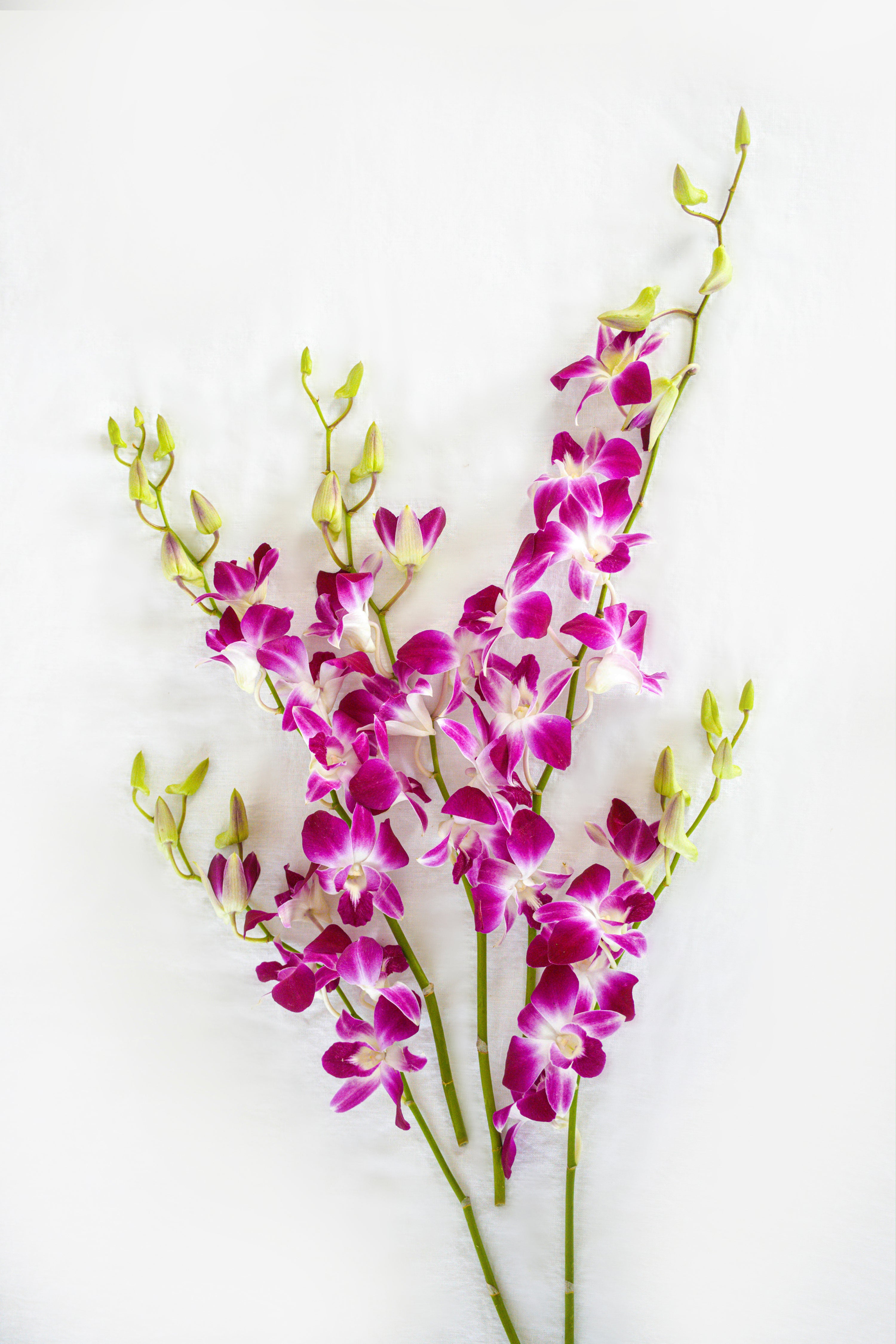 Denborium Orchid in Purple