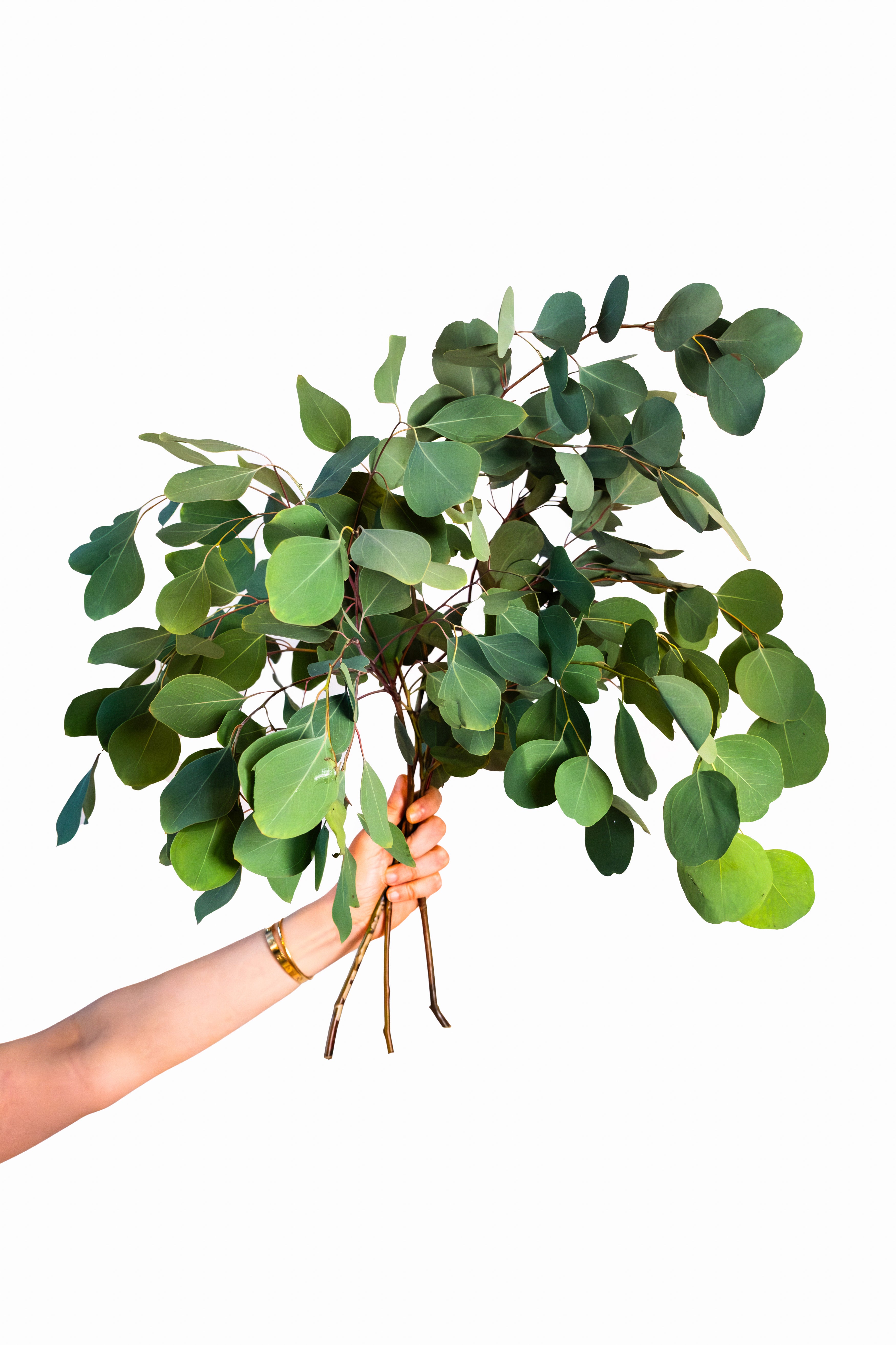 Eucalyptus - Silver Dollar