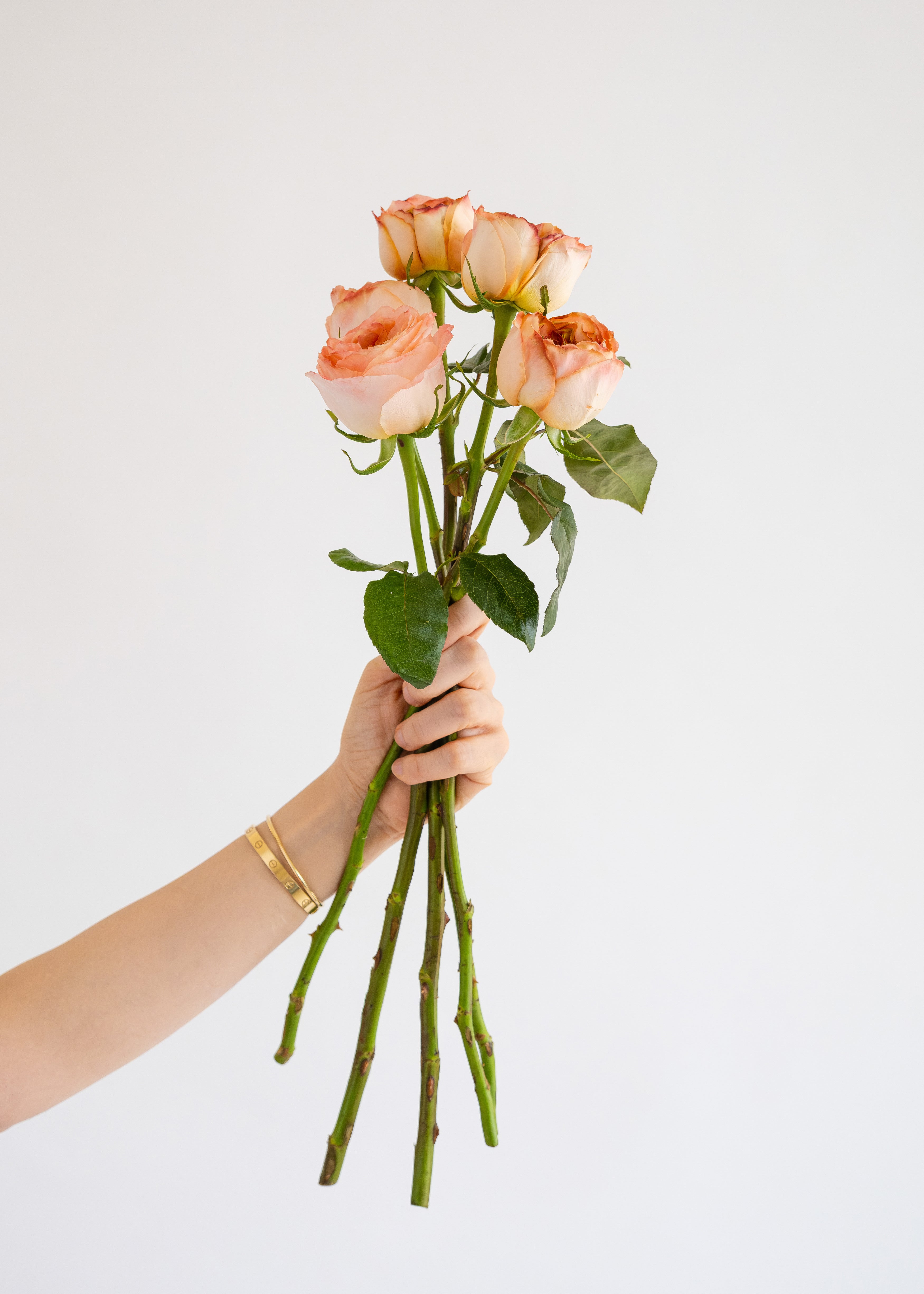 Garden Rose in Peach