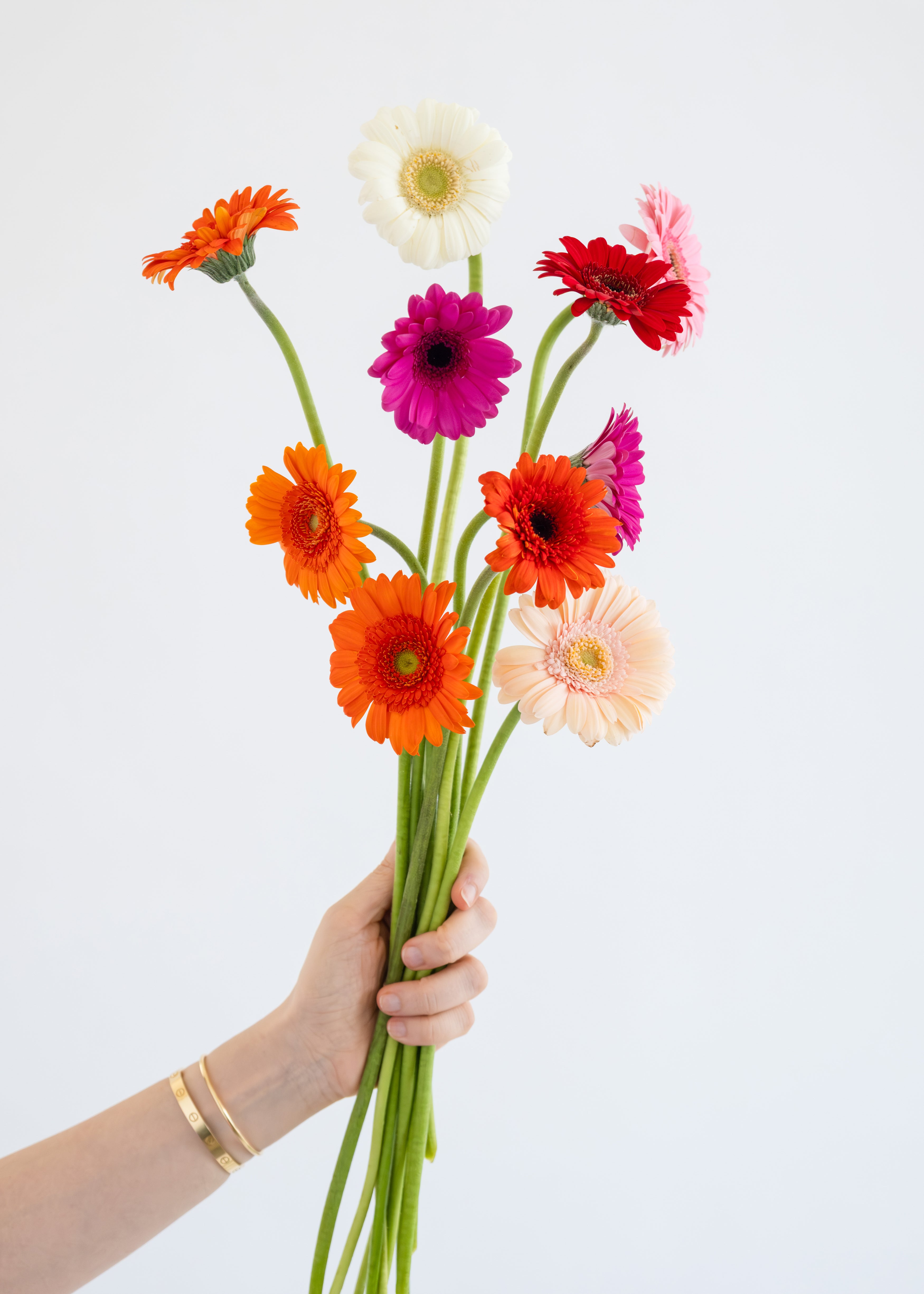 Gerbera Mixed Colors