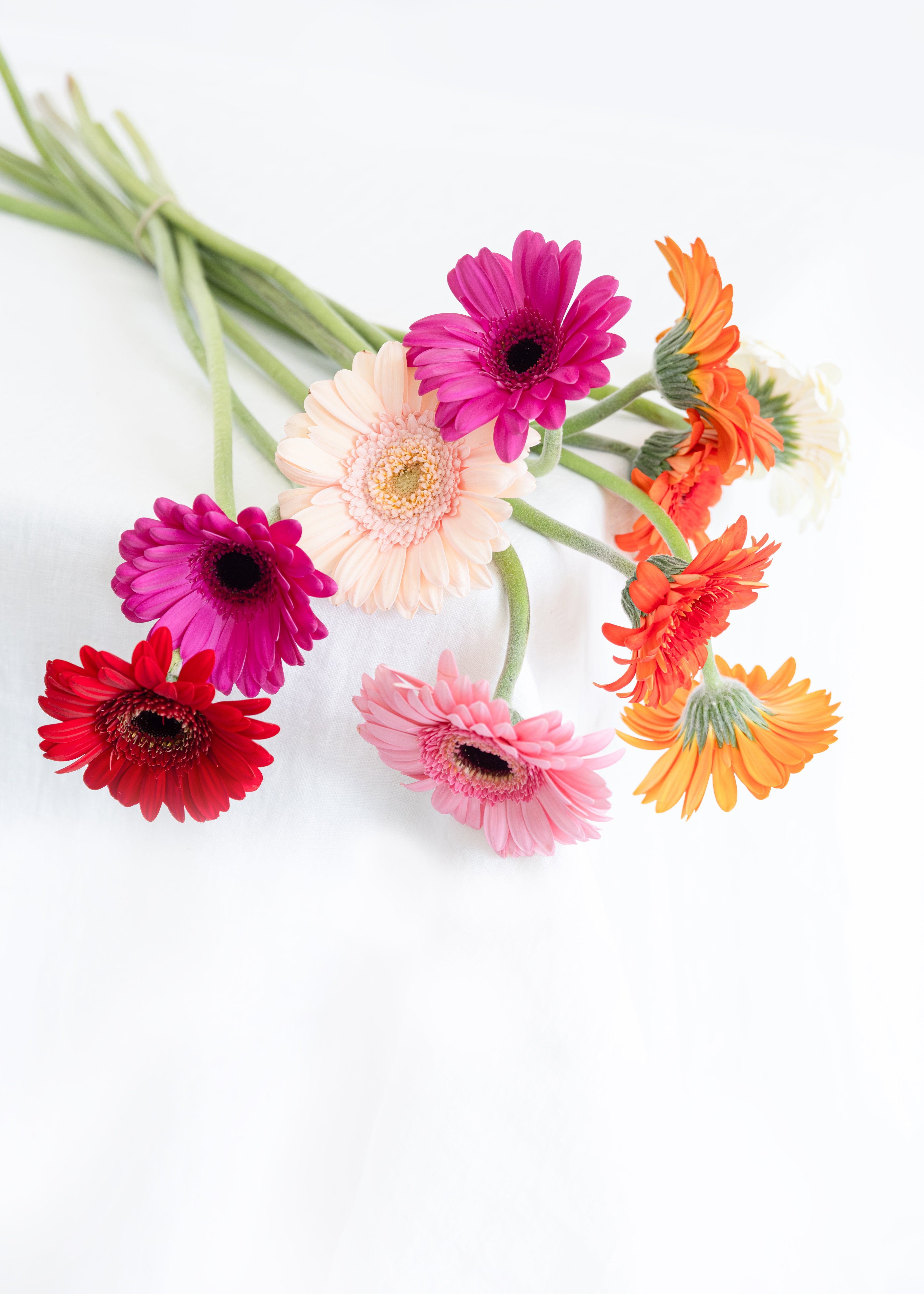 Gerbera Mixed Colors