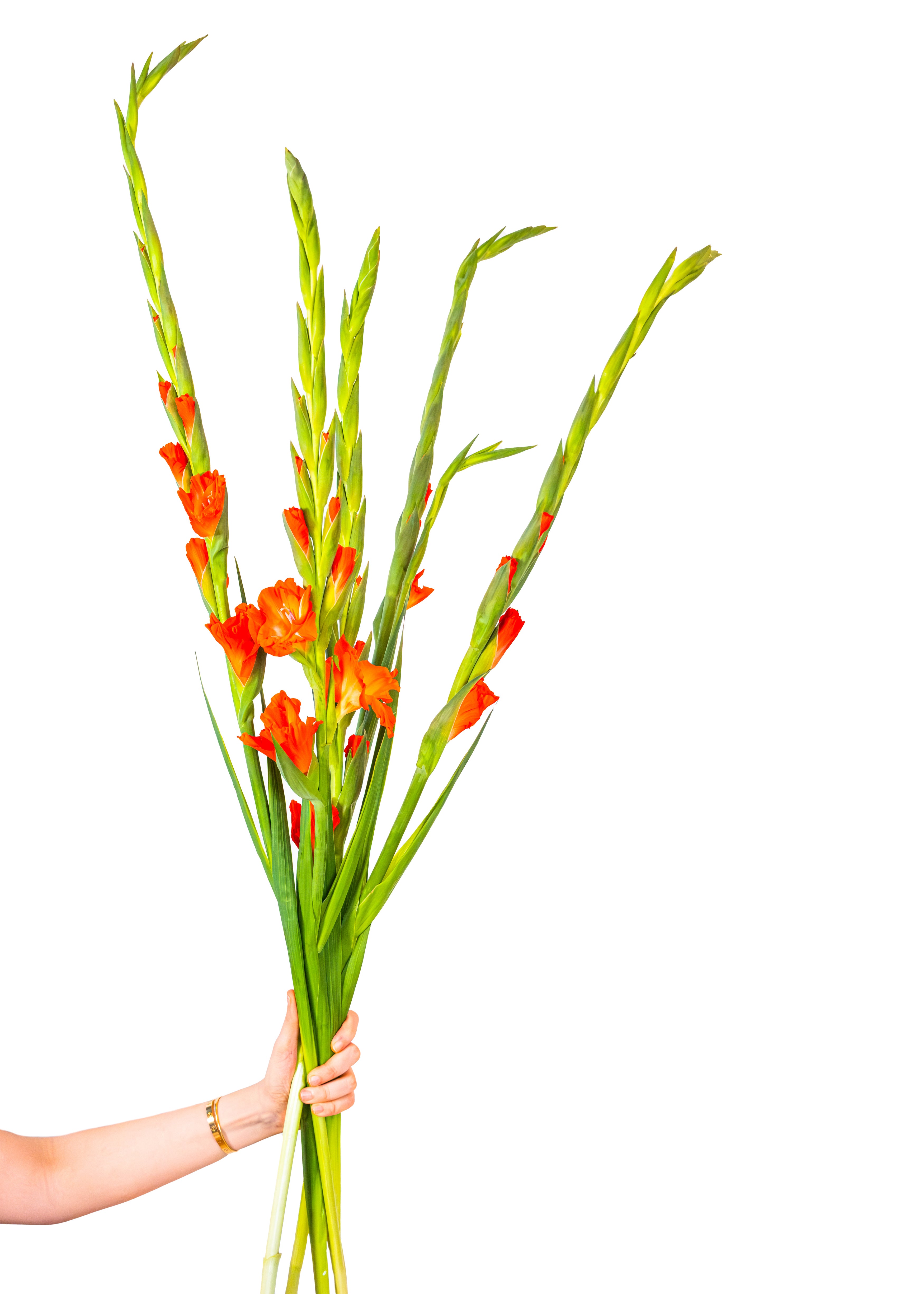 Gladiolus in Orange