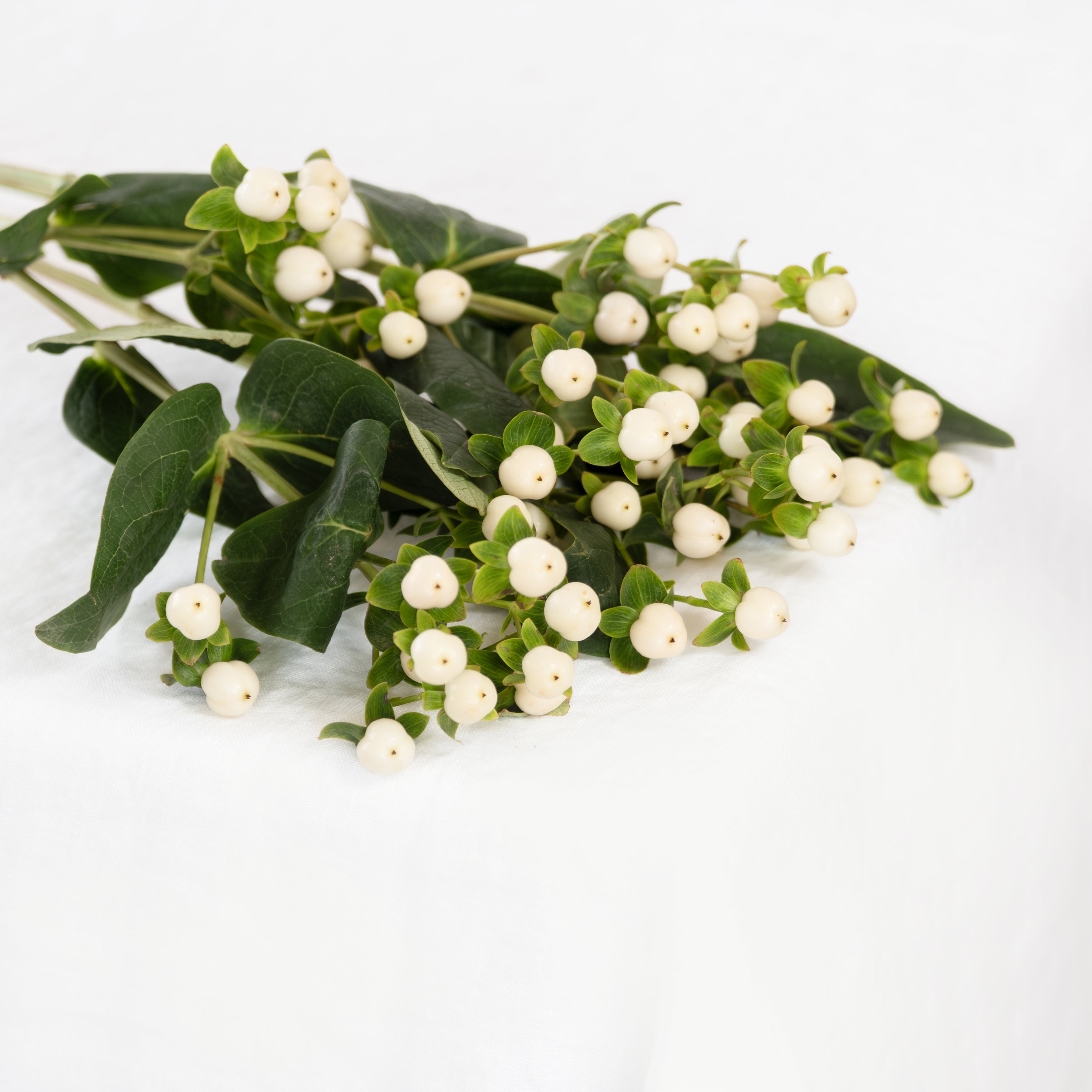 Hypercium in white