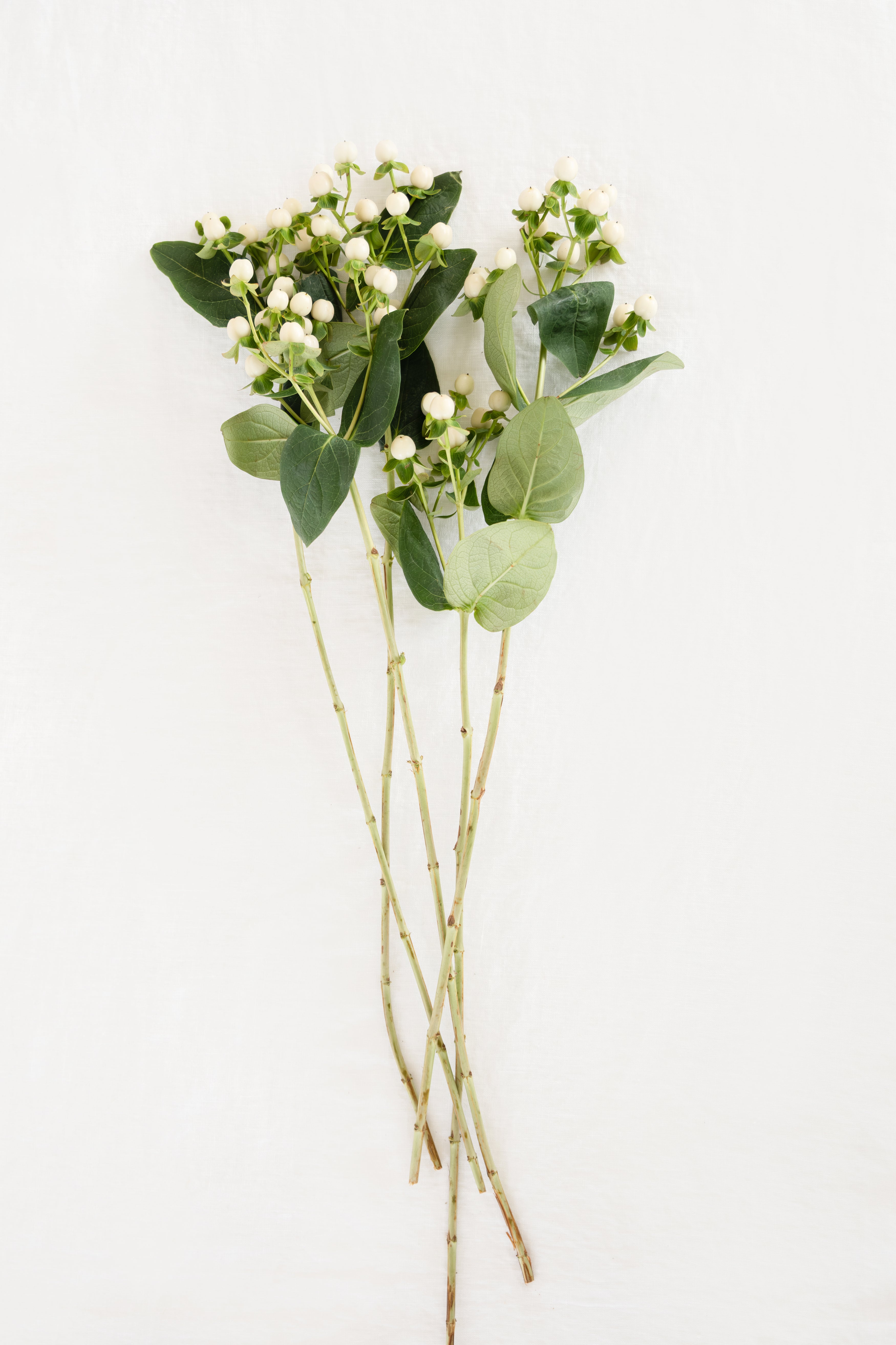 Hypercium in white