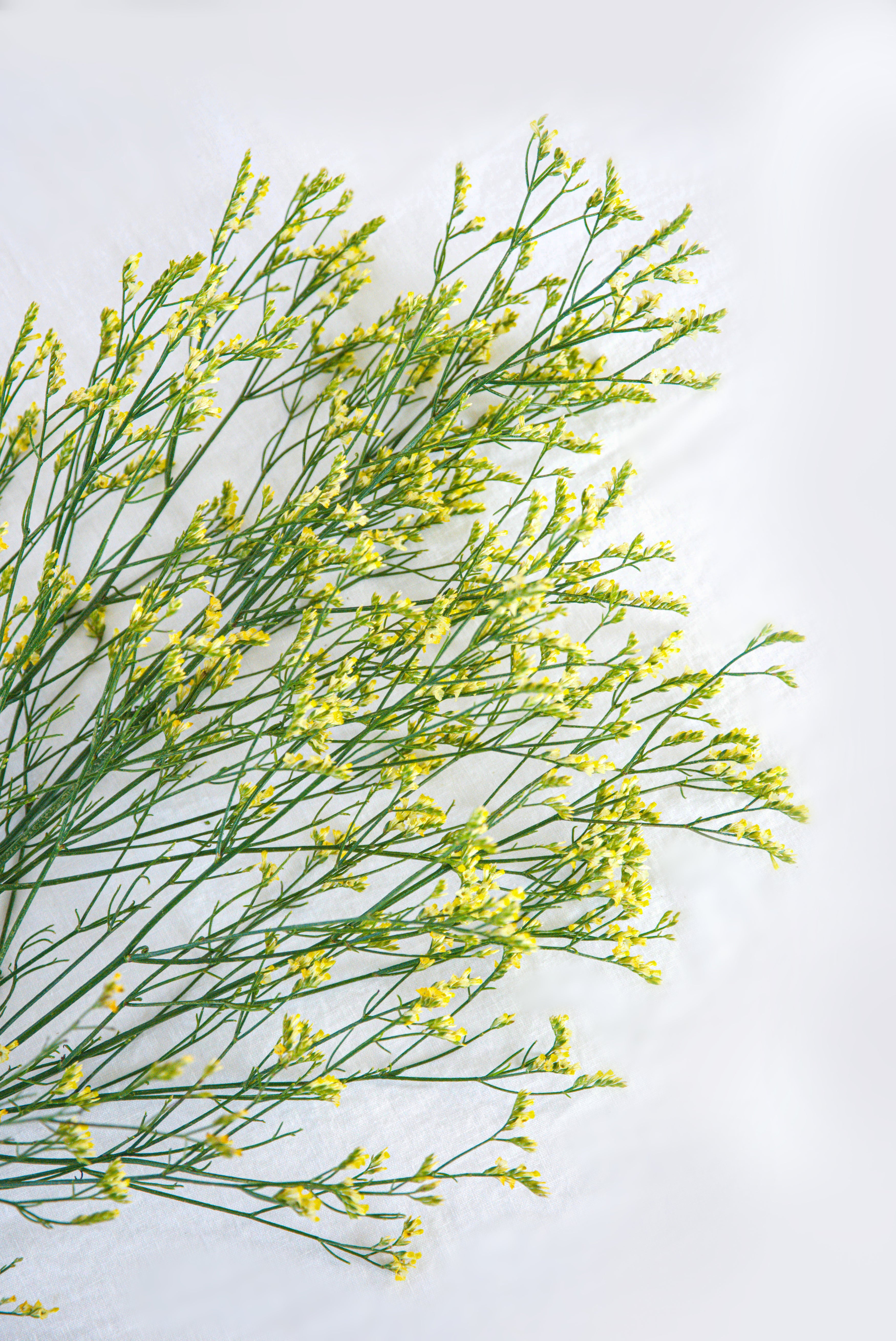Limonium in Yellow