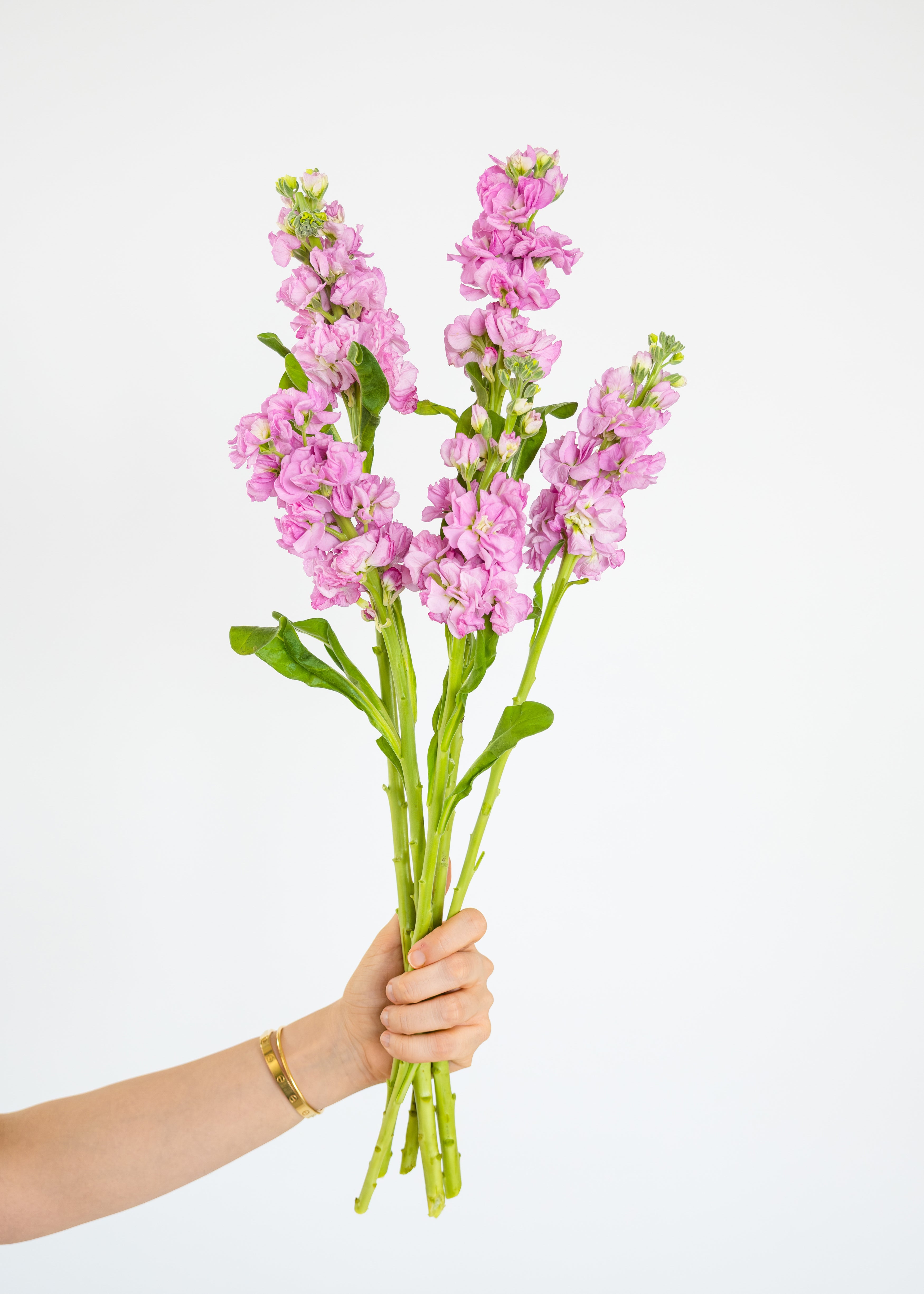 Mattholia (Stock) in Pink