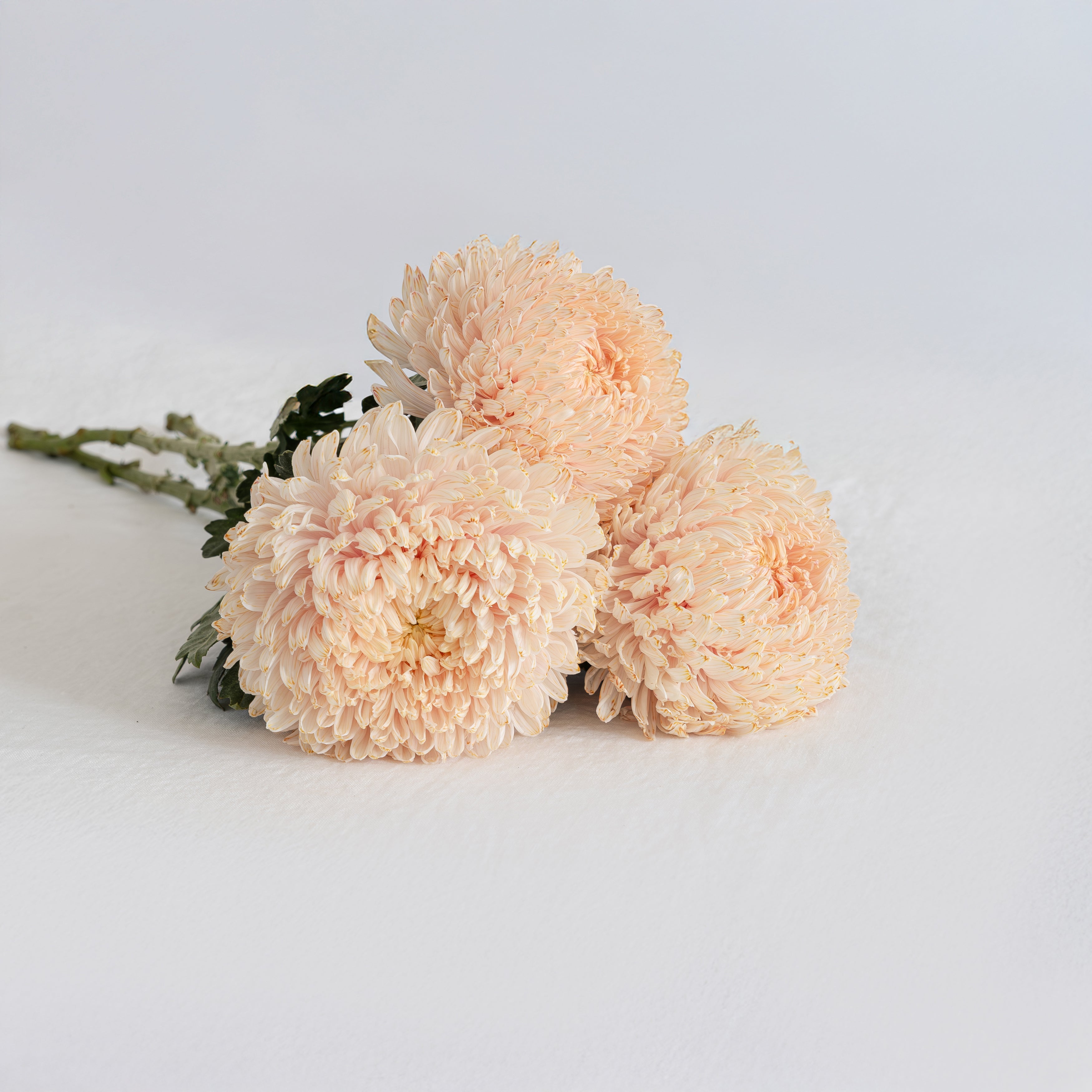Peony Chrysanthemum in tinted peach