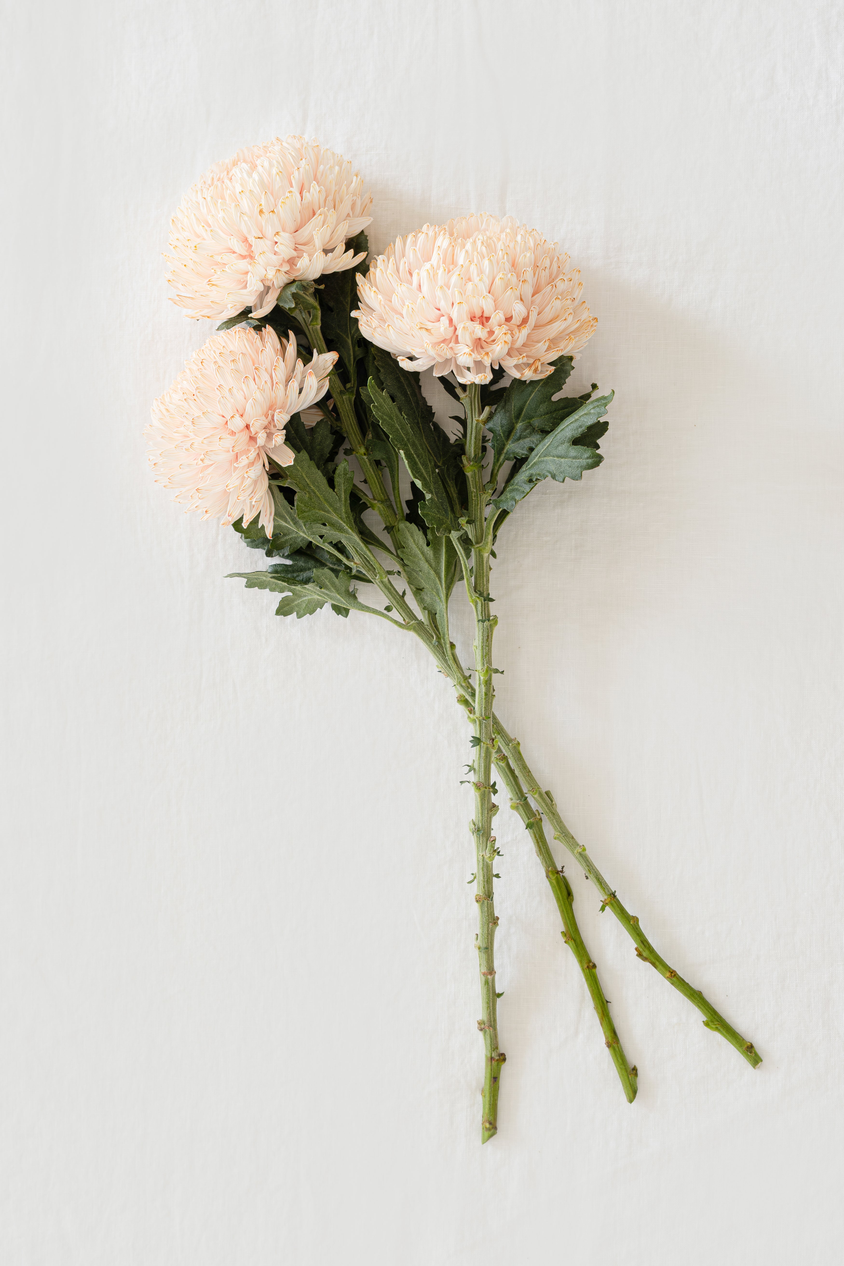 Peony Chrysanthemum in tinted peach