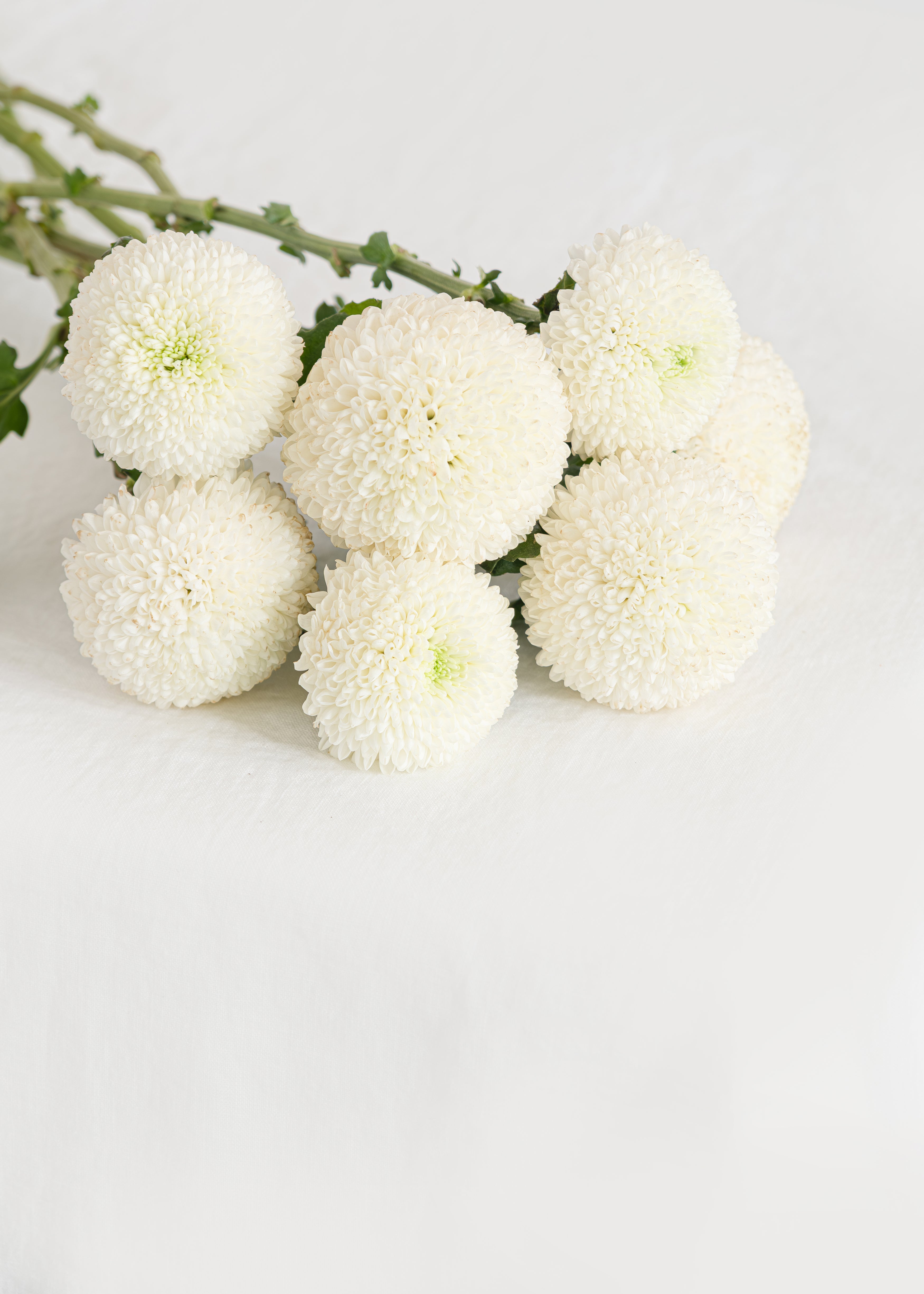 Ping-pong Chrysanthemum in White