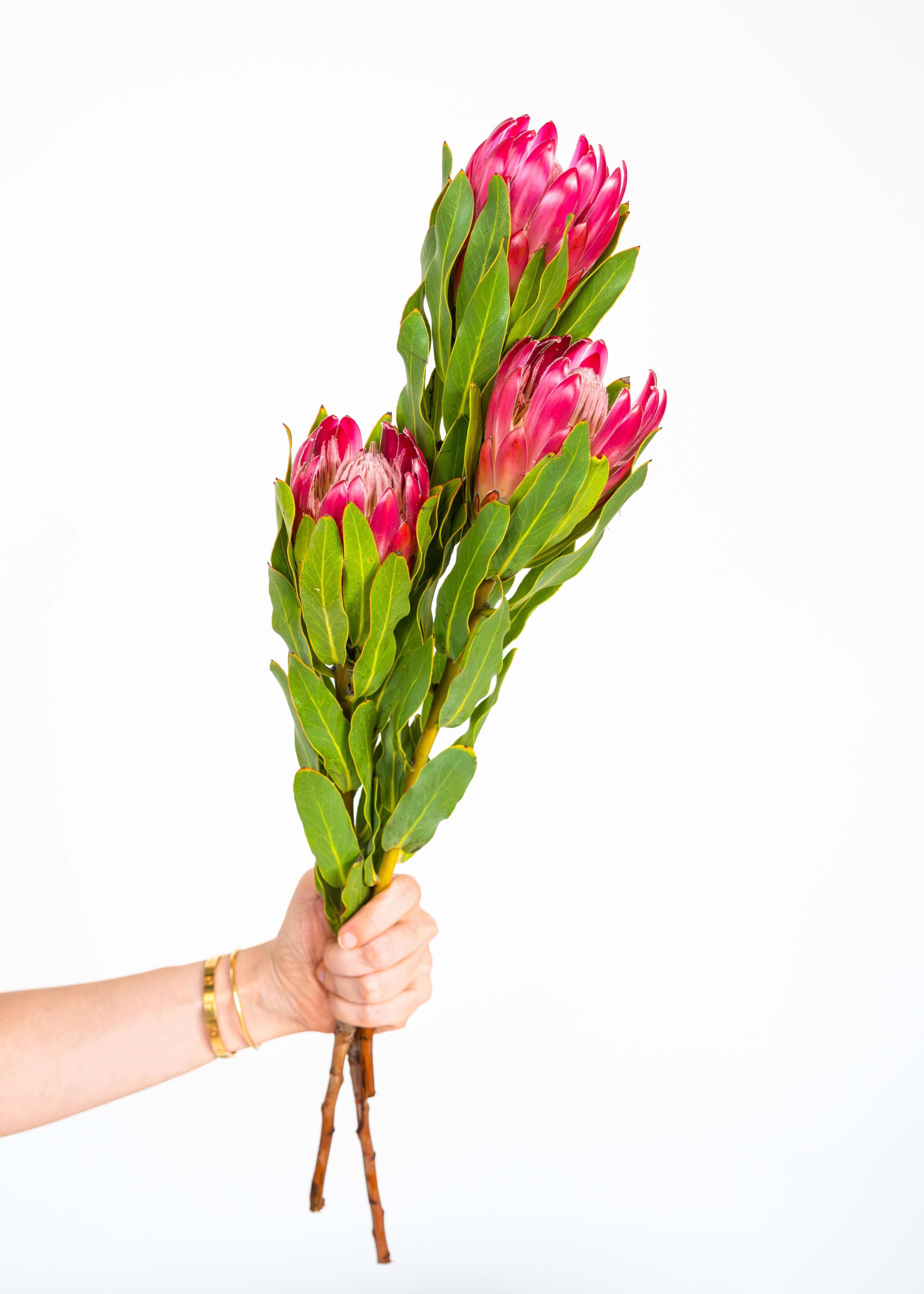 Protea in Pink