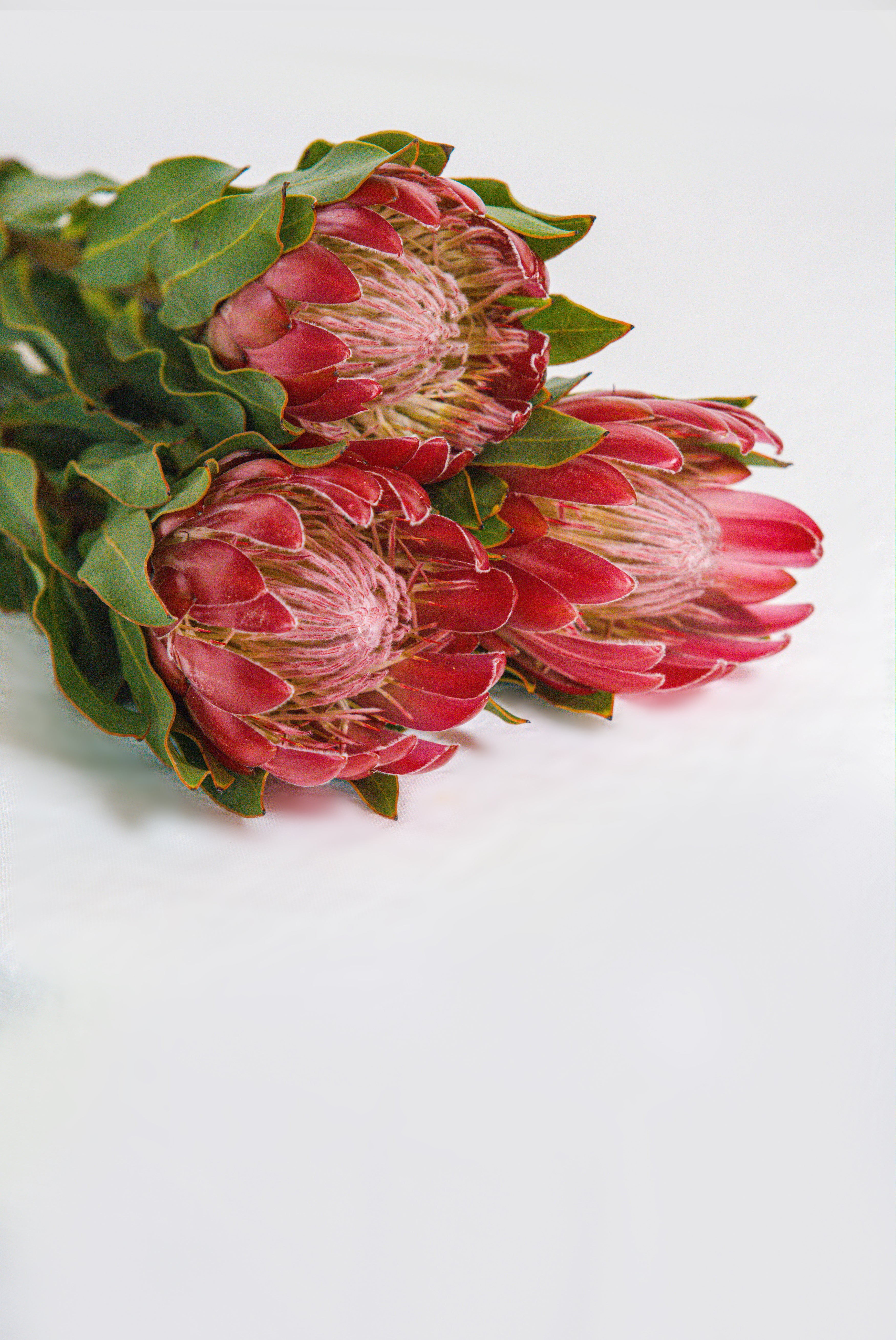 Protea in Pink