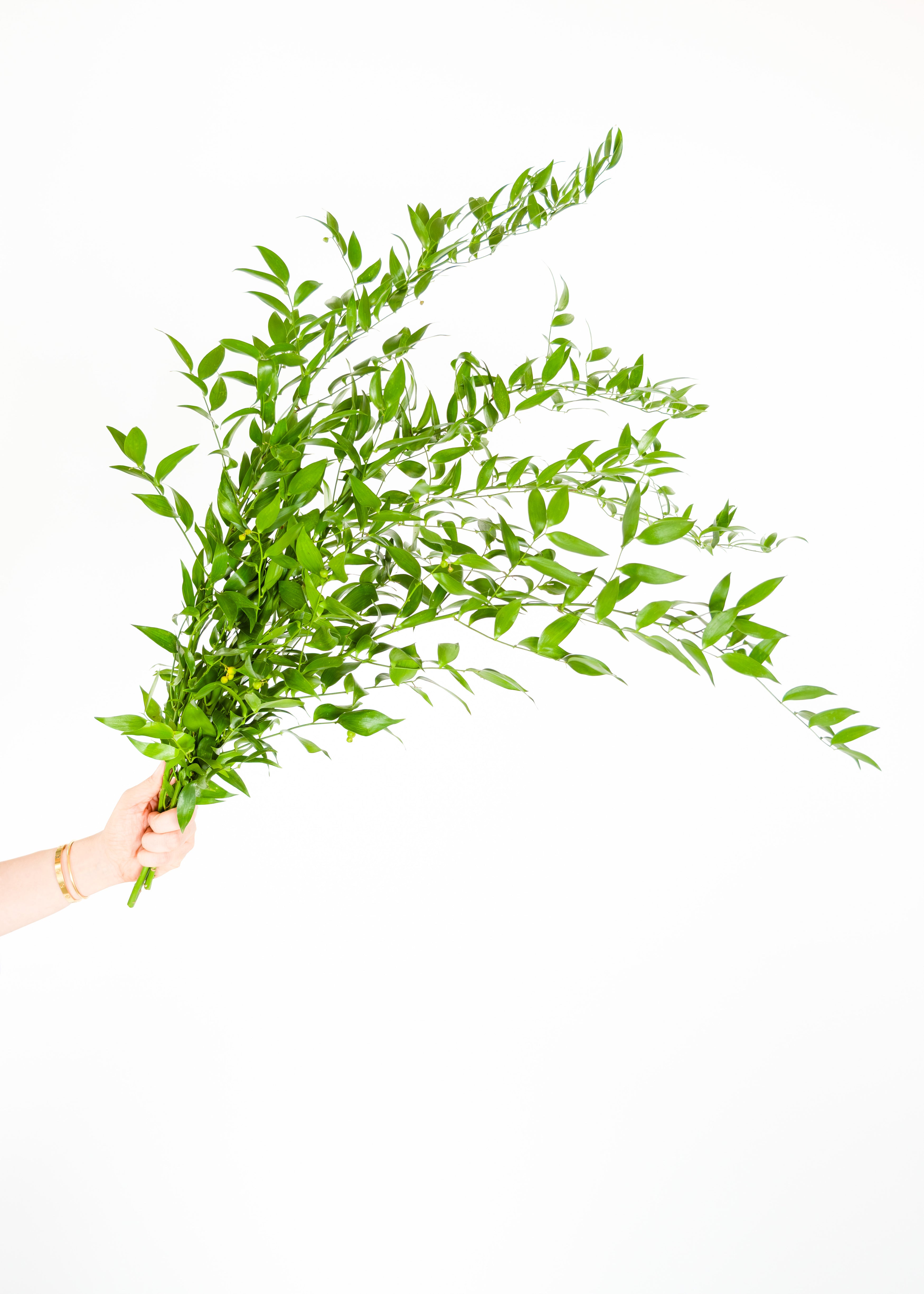 Ruscus - Italian