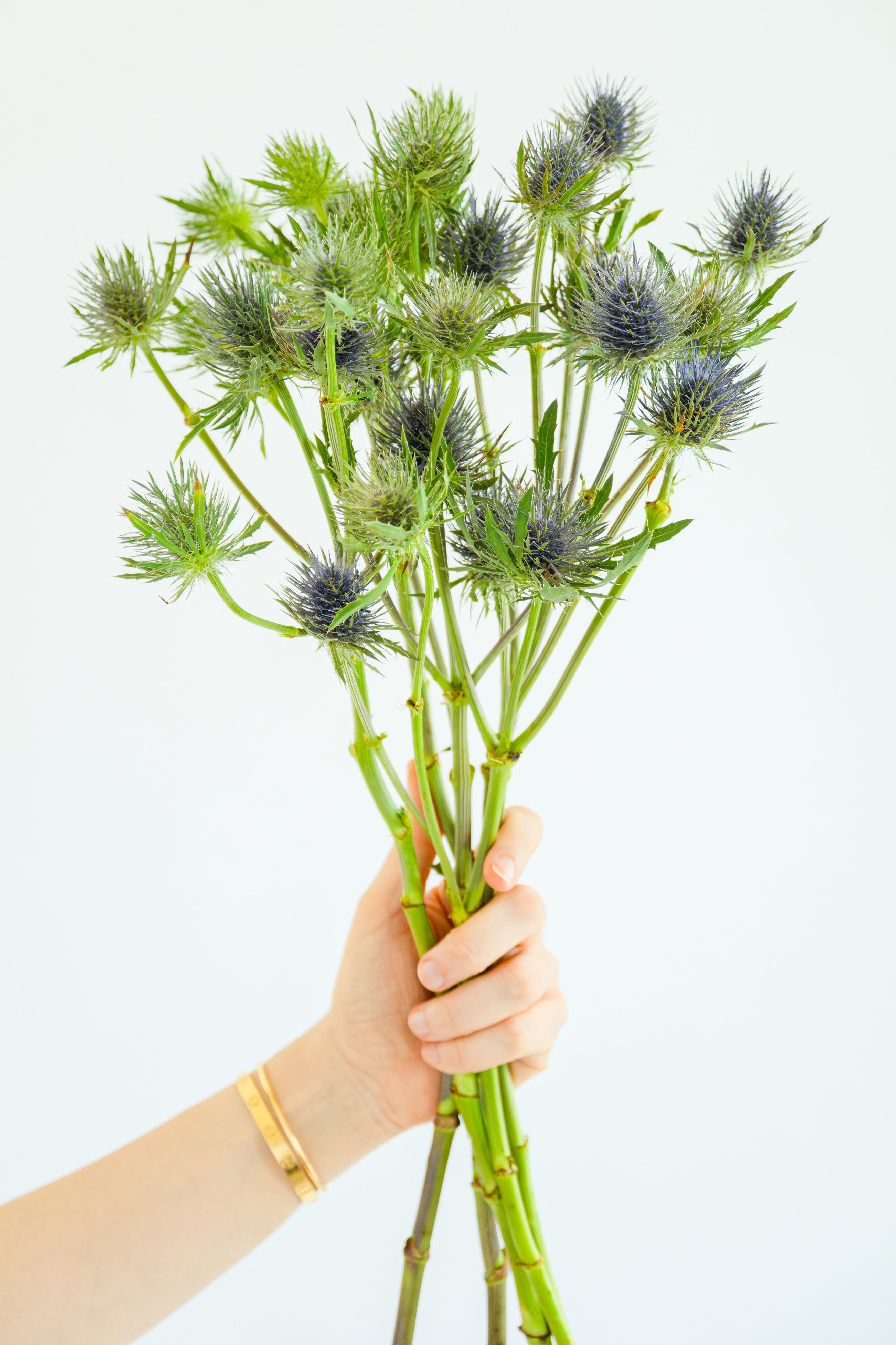 Sea Holly (Eringiyum) in Blue