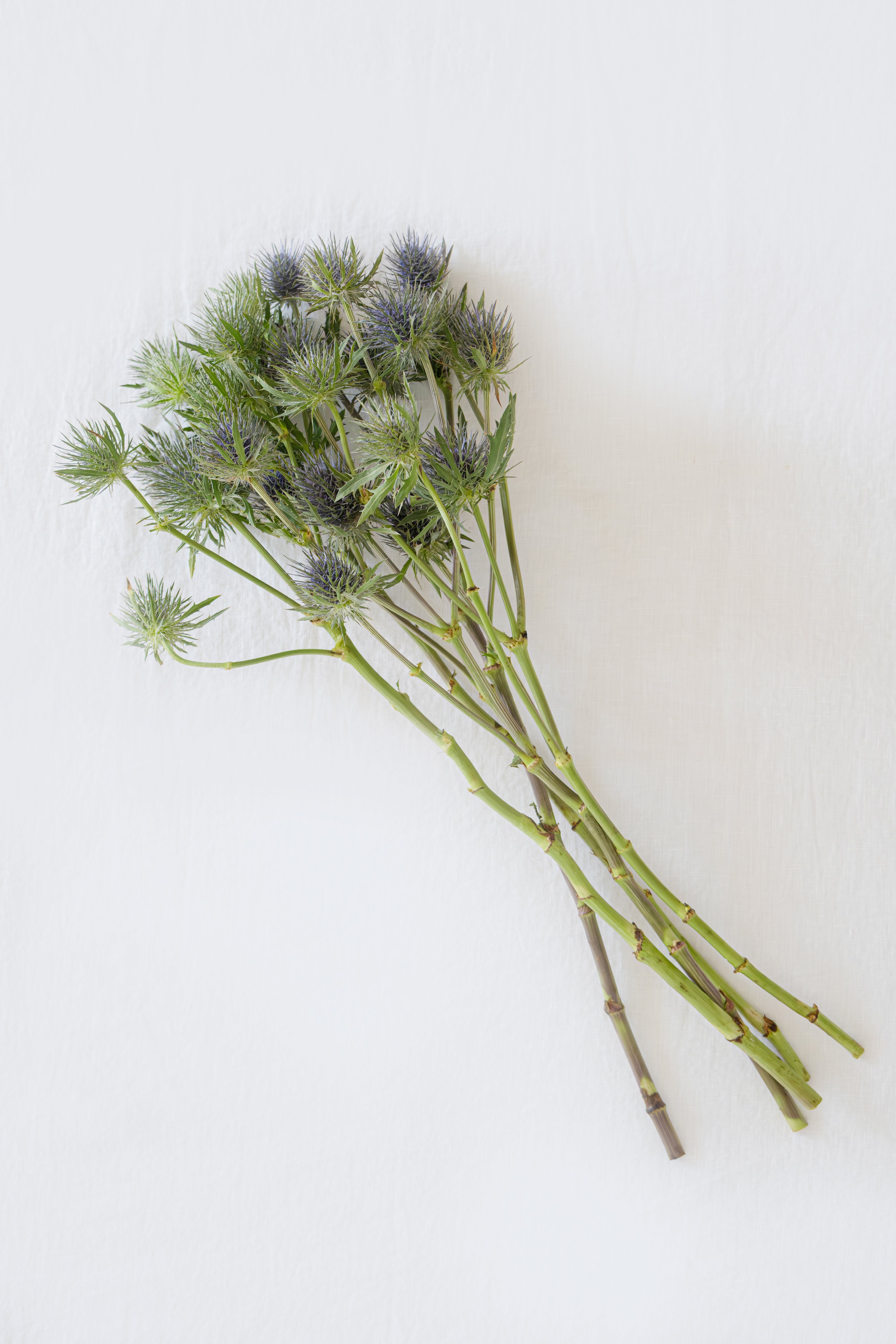 Sea Holly (Eringiyum) in Blue