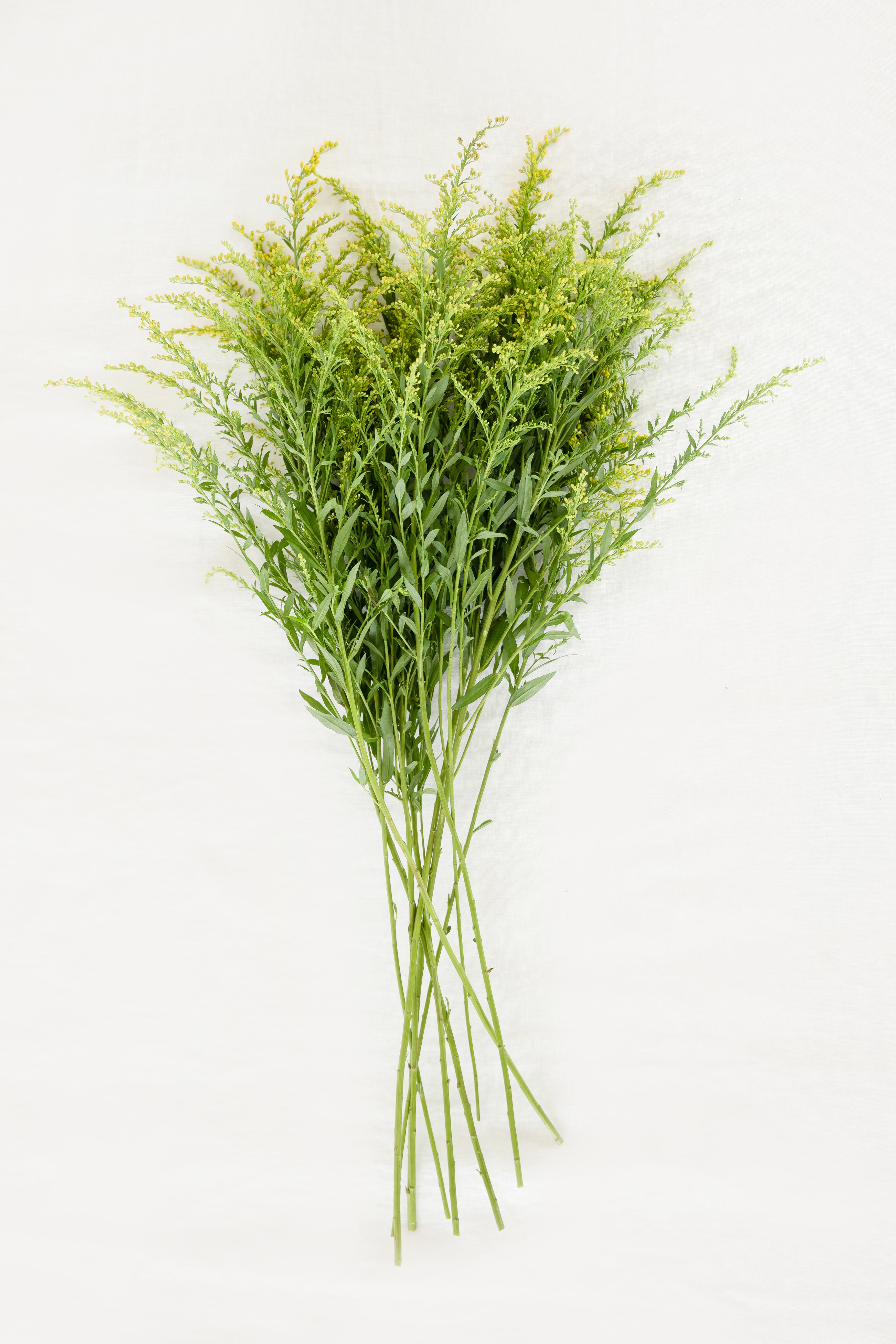Solidago in Yellow