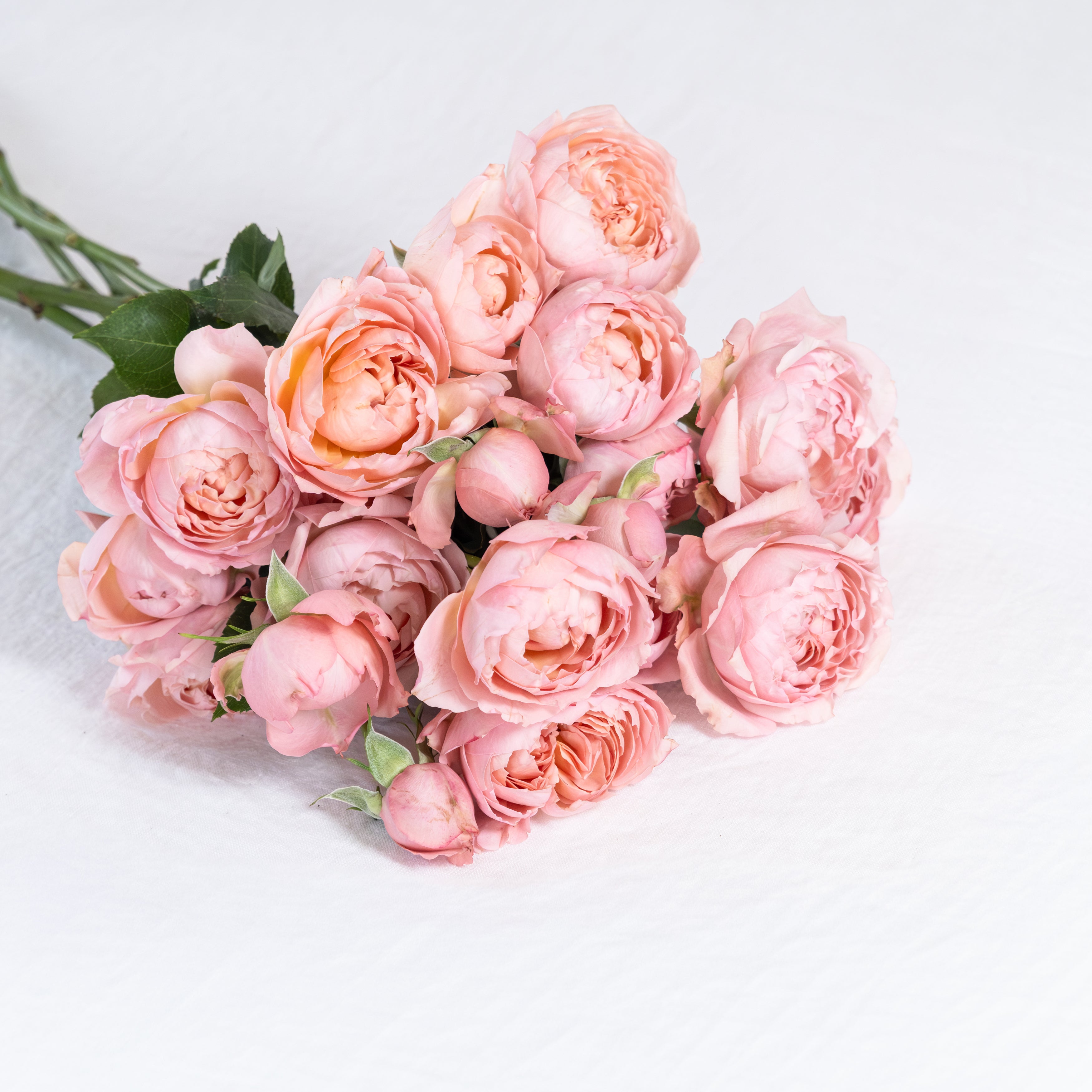 Spray Juliet Rose in Blush Pink