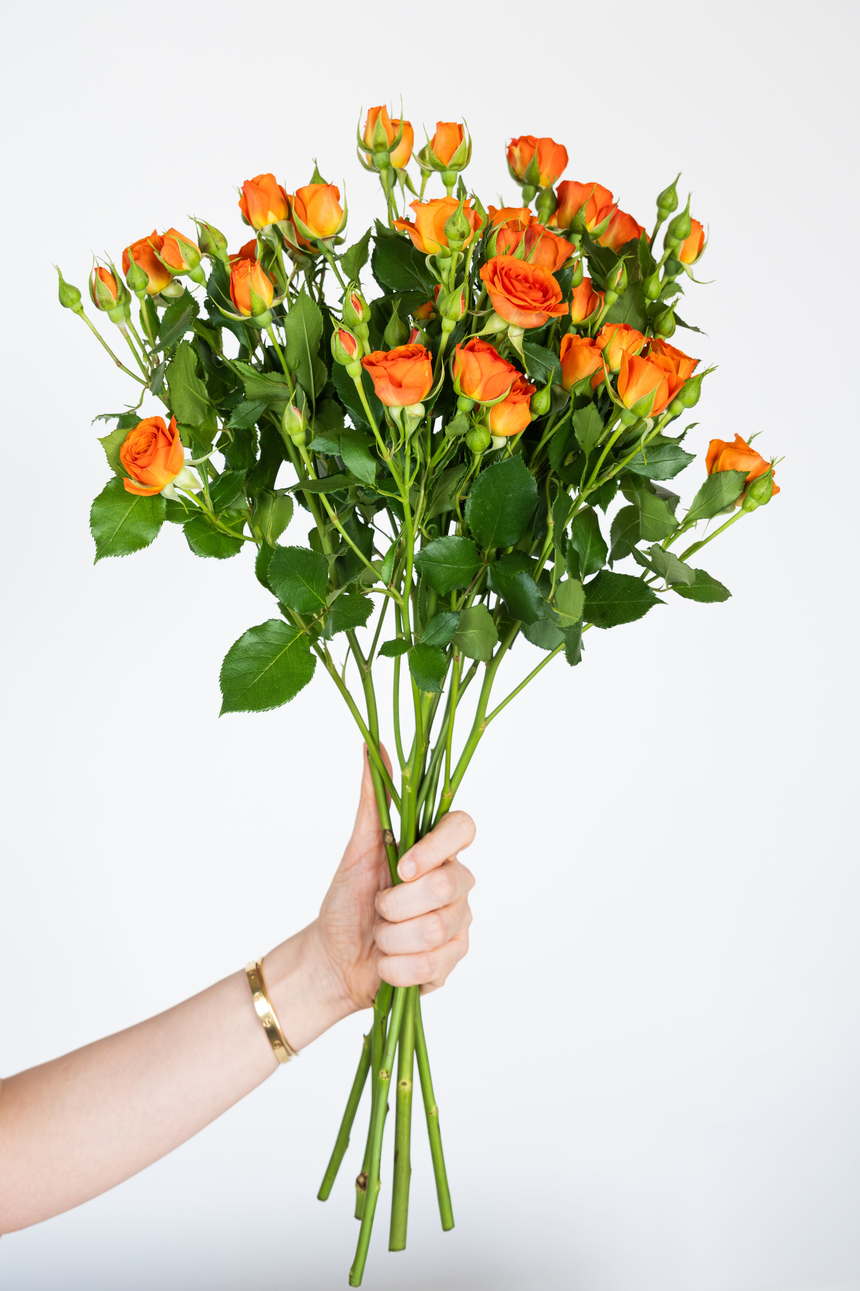 Rose in Orange