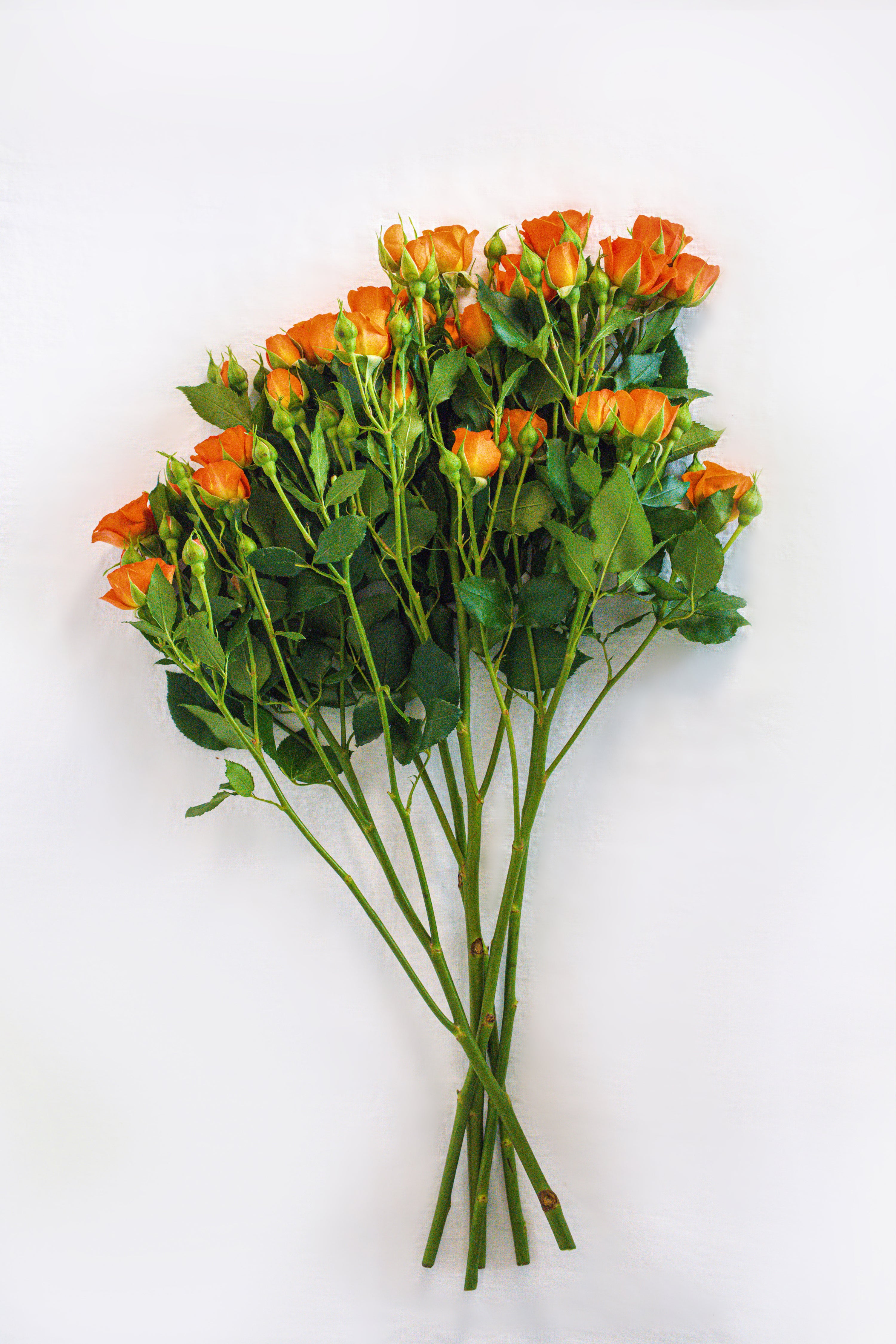Rose in Orange