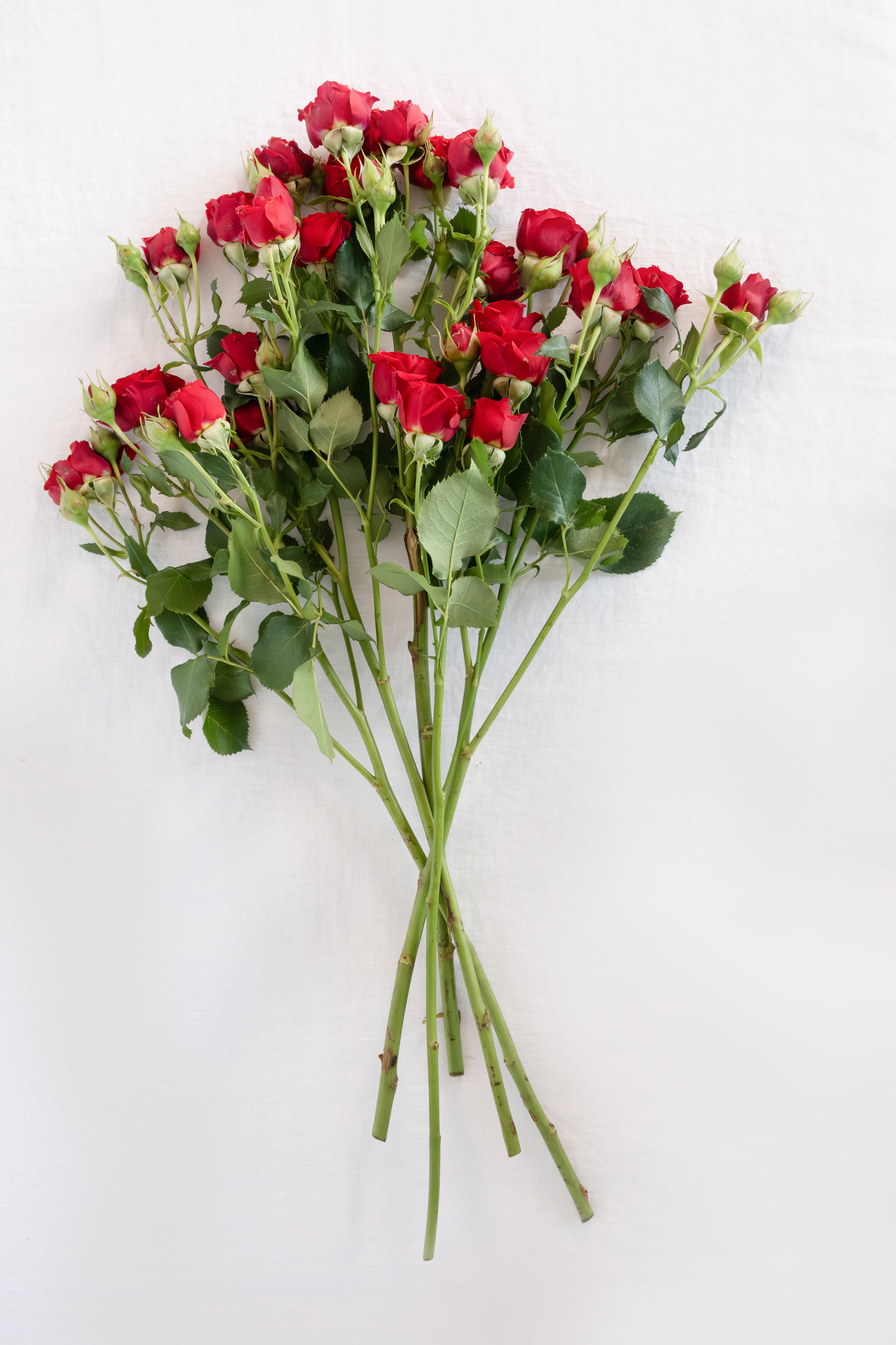 Spray Rose in Red