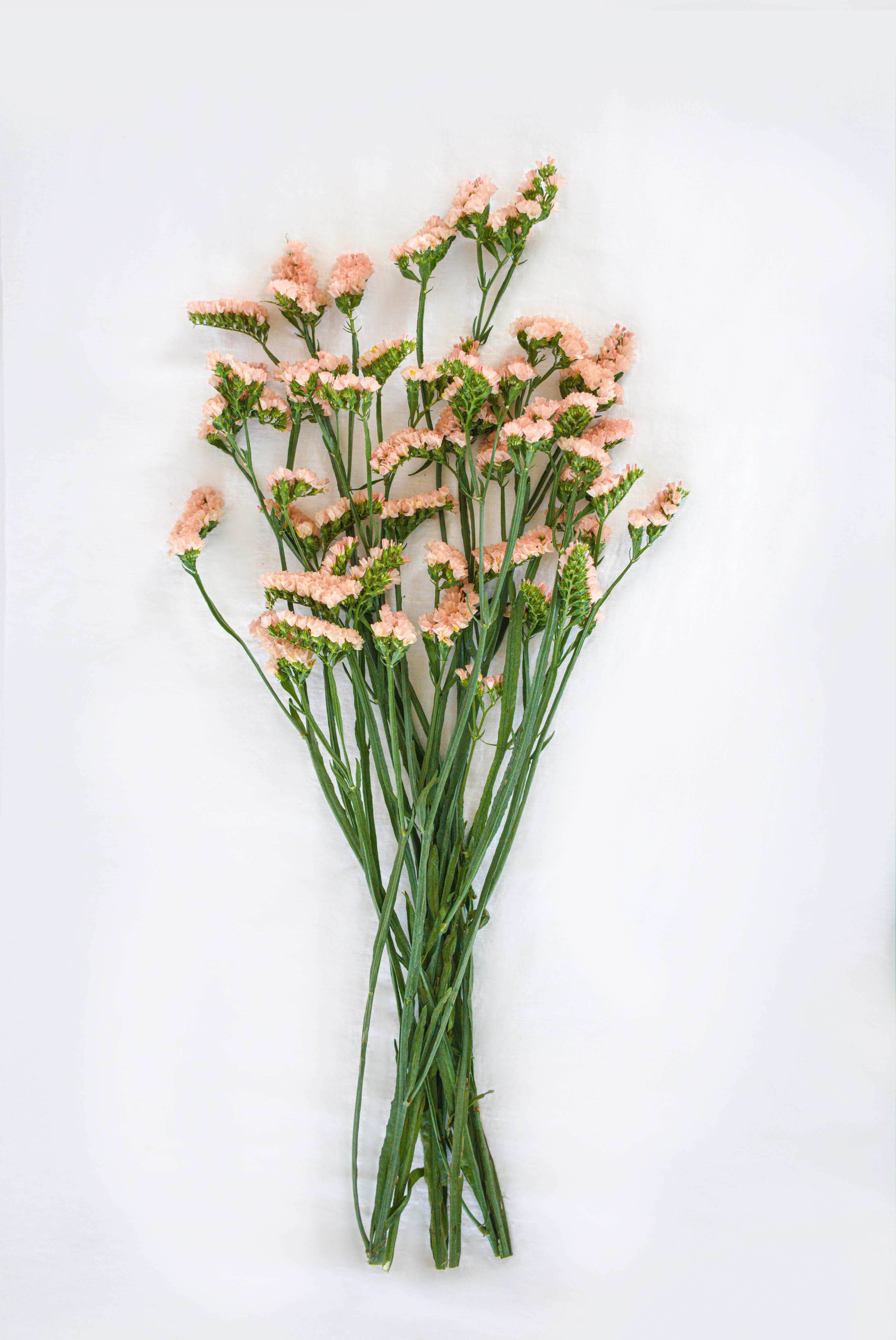 Statice in Peach