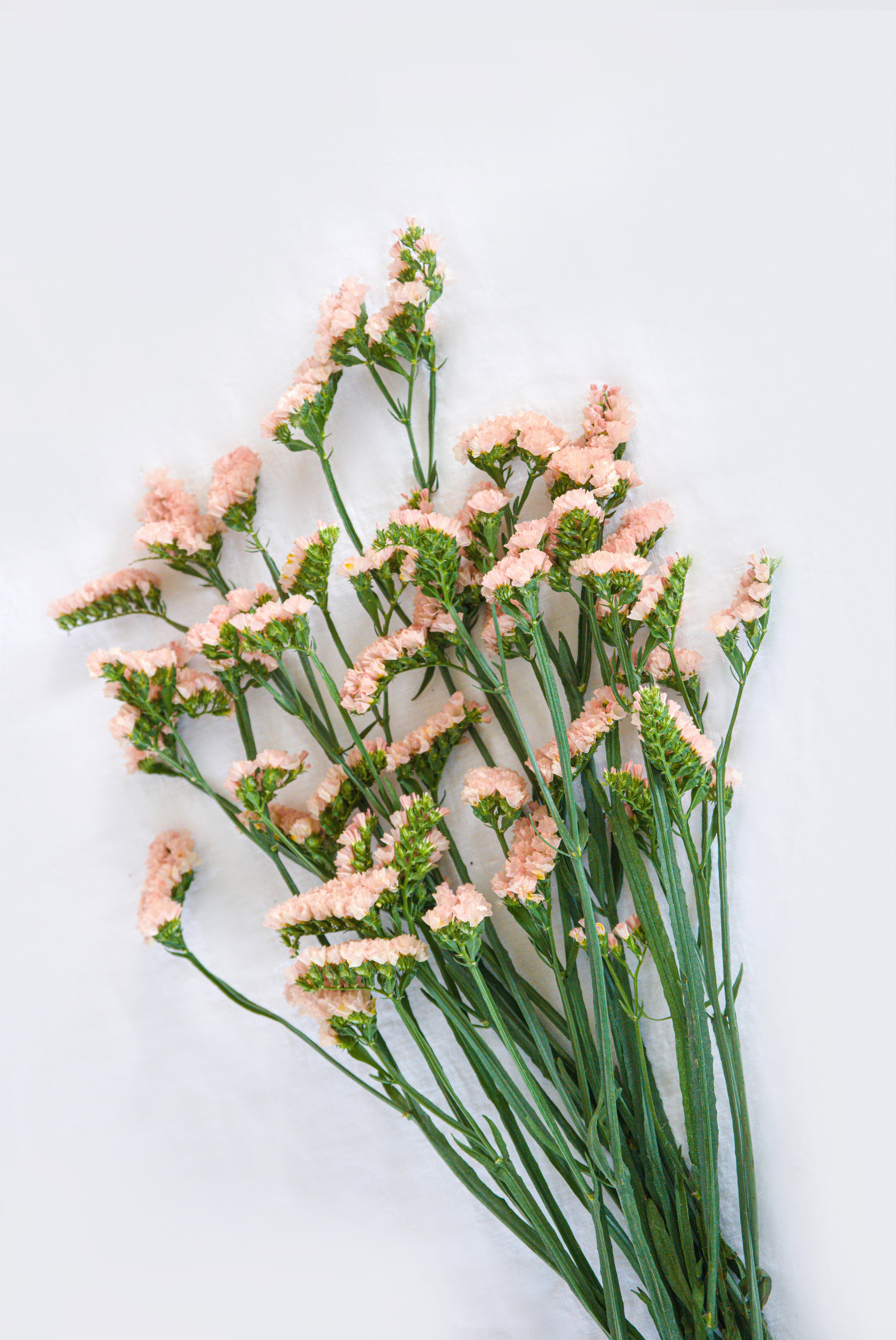 Statice in Peach