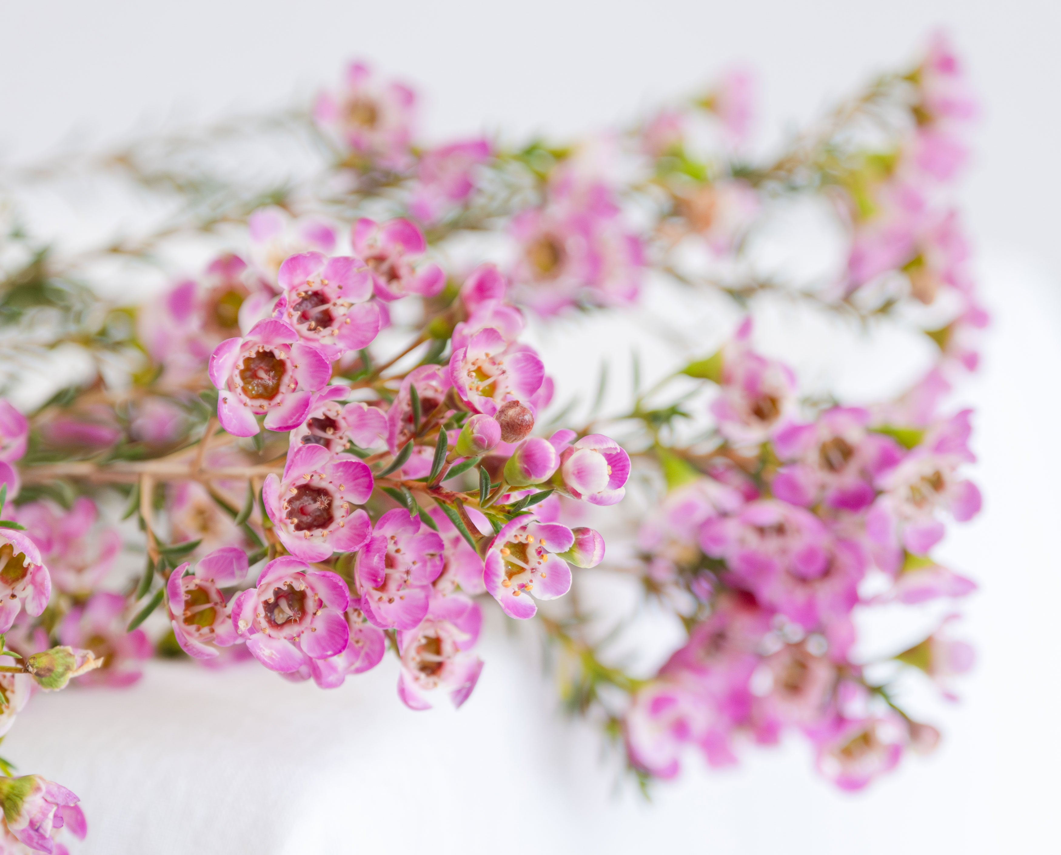 Waxflower in pink