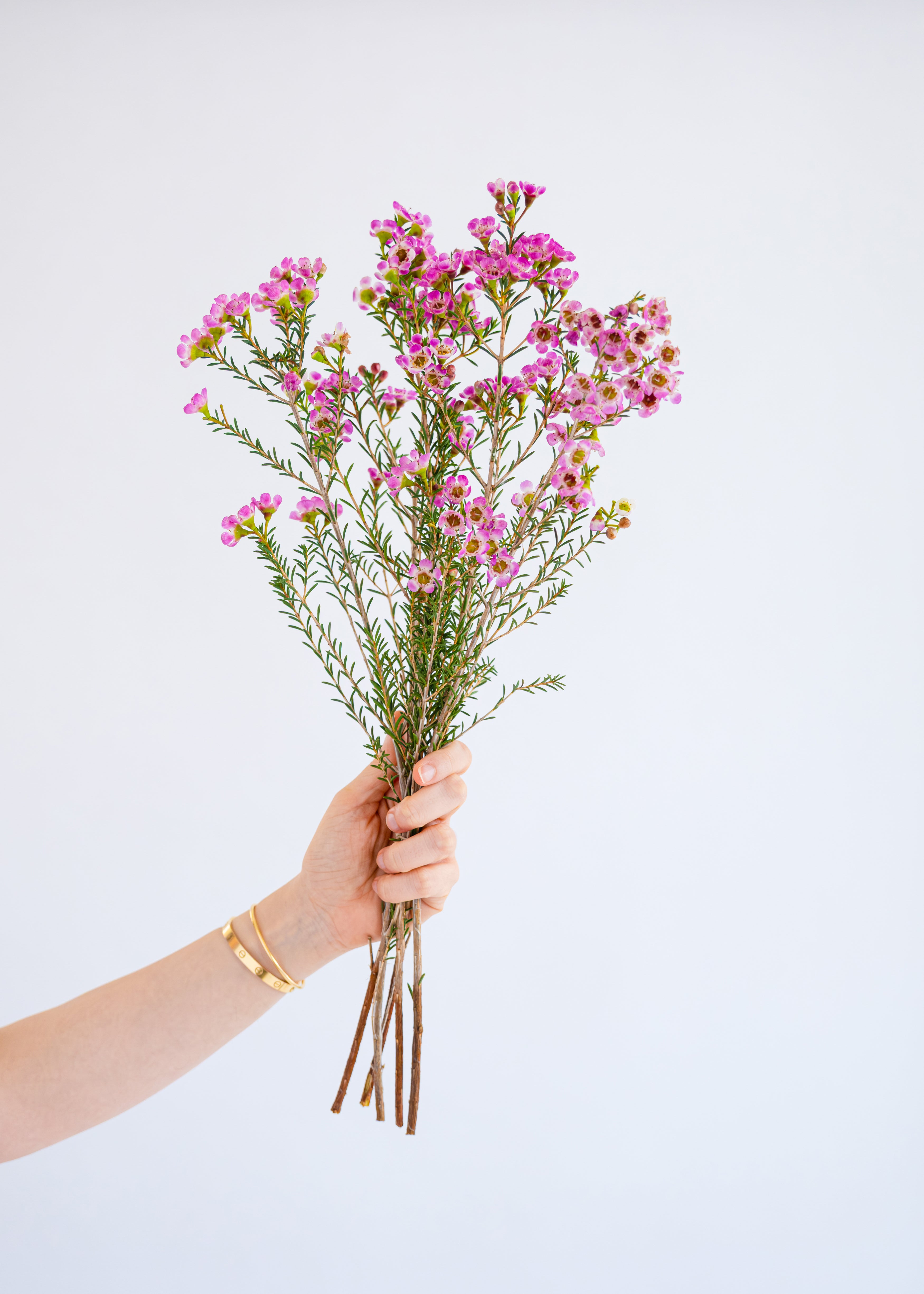 Waxflower in pink