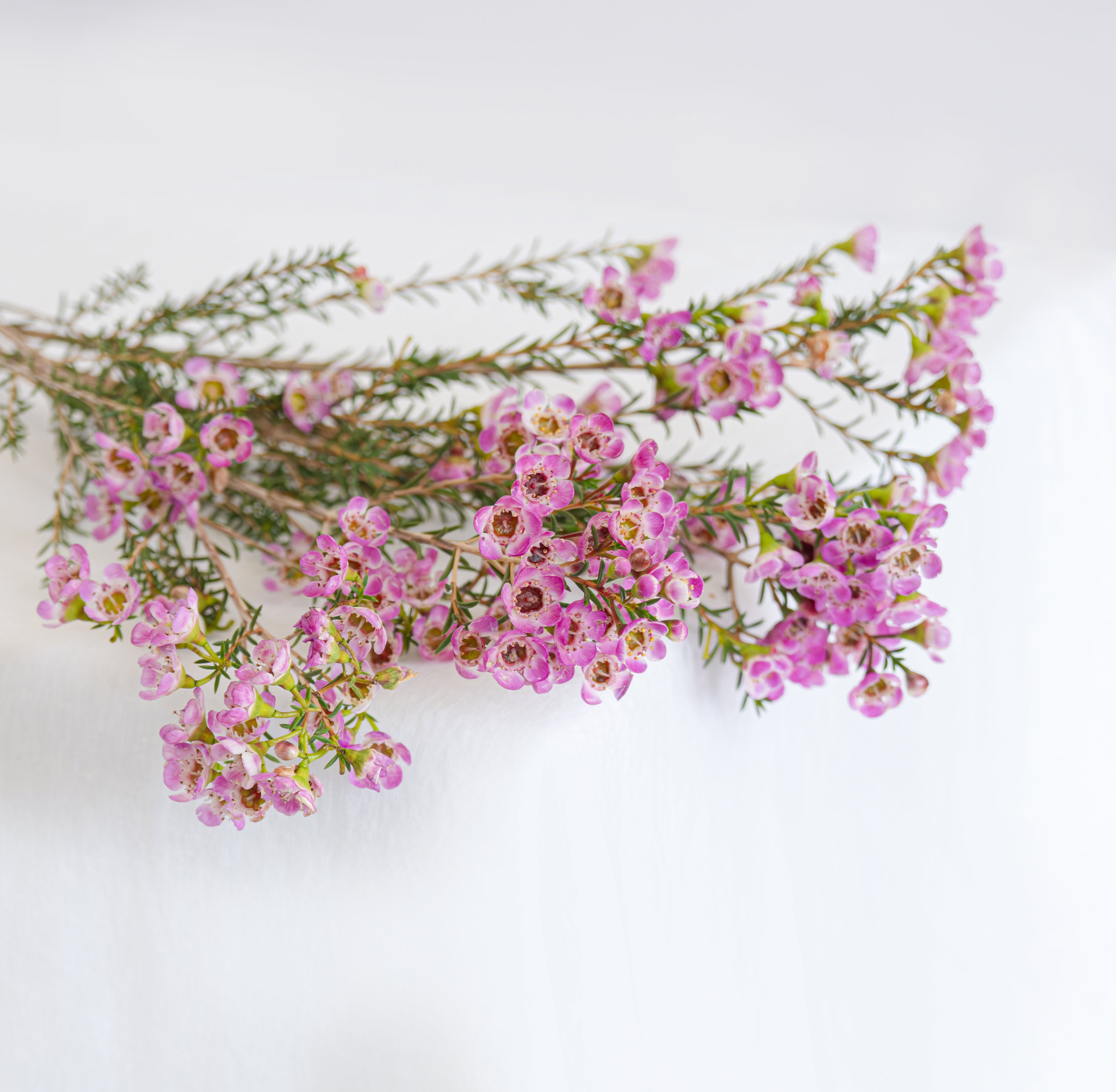 Waxflower in pink