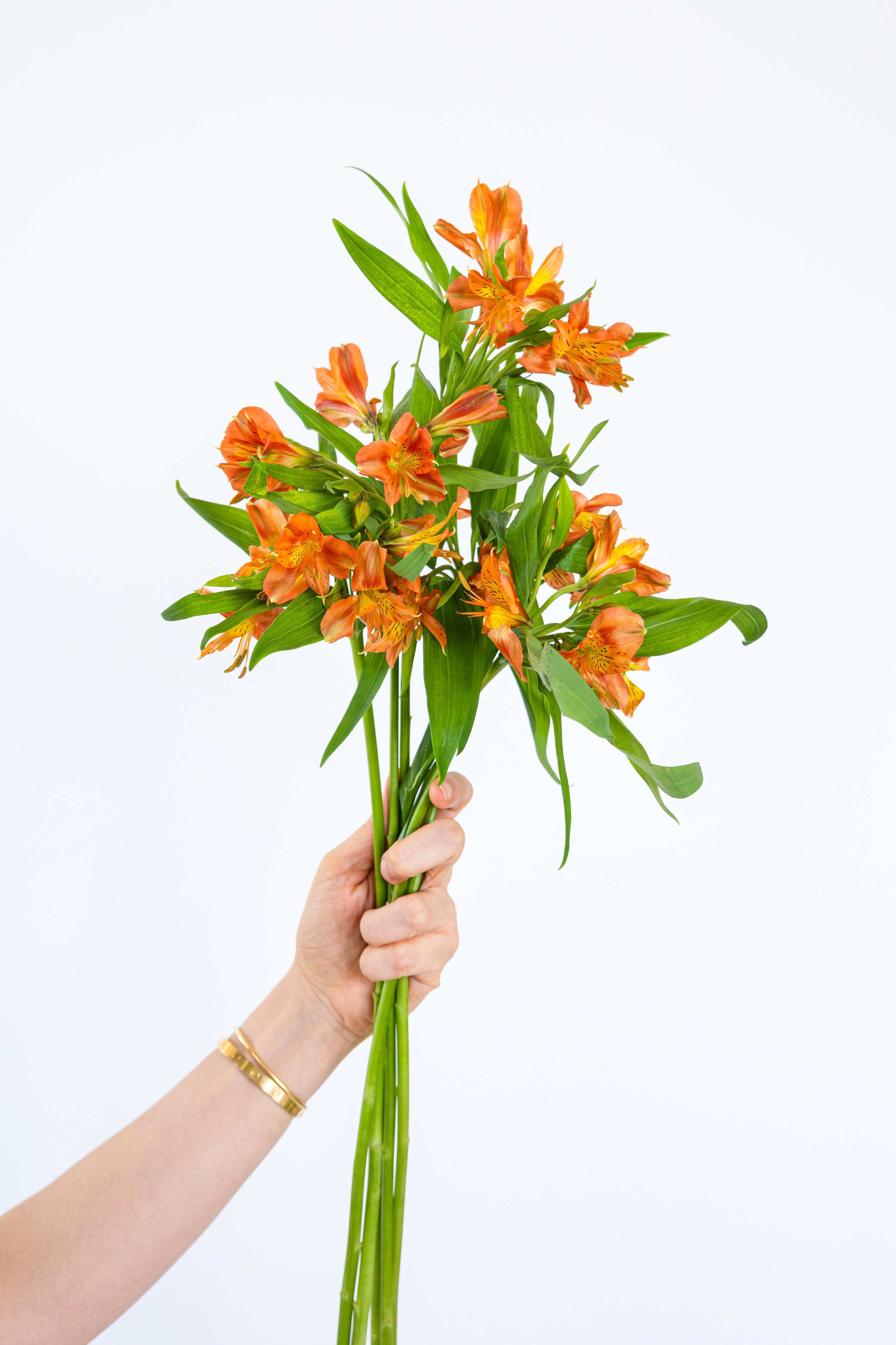 Alstroemeria in Orange