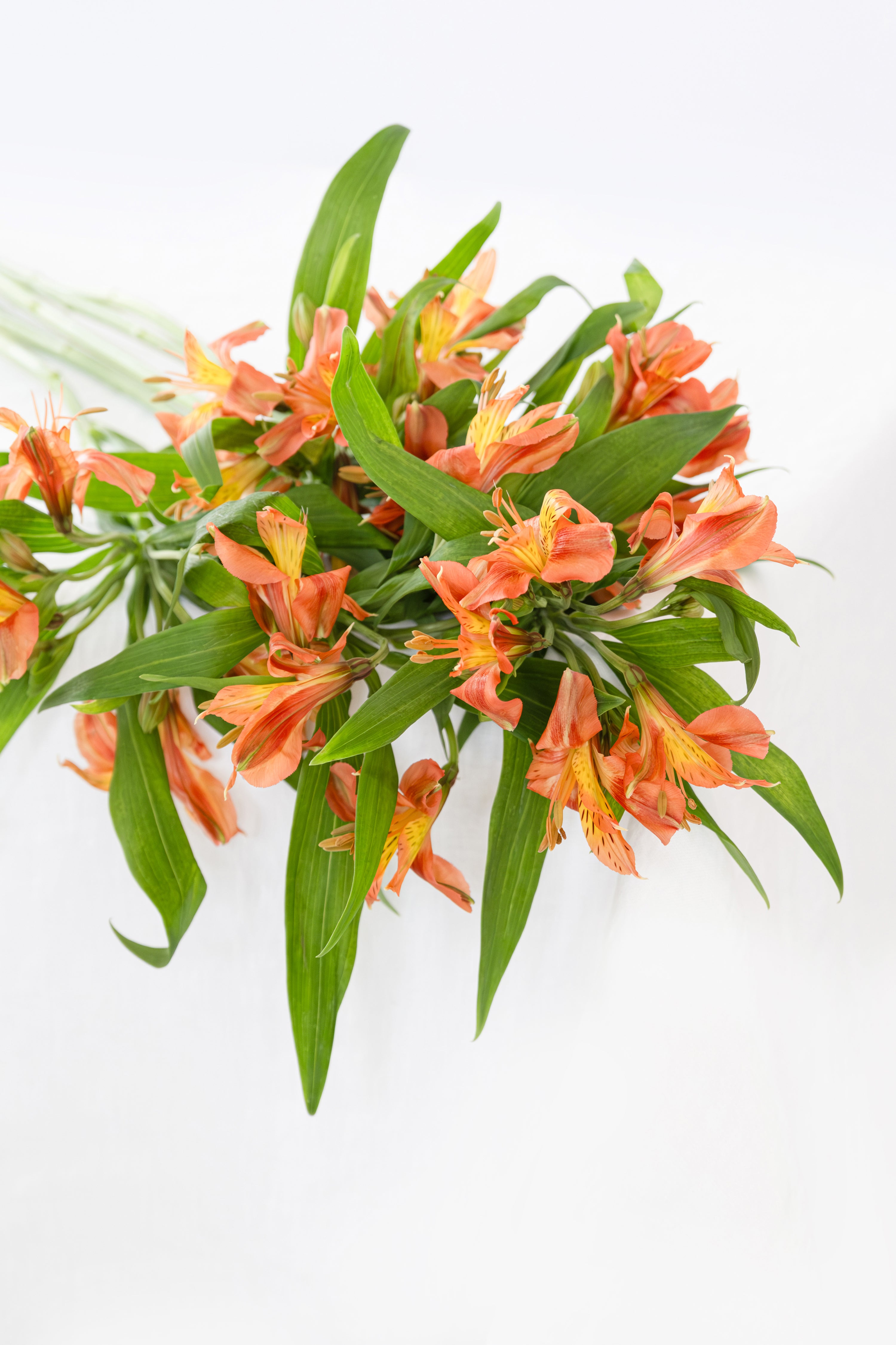Alstroemeria in Orange