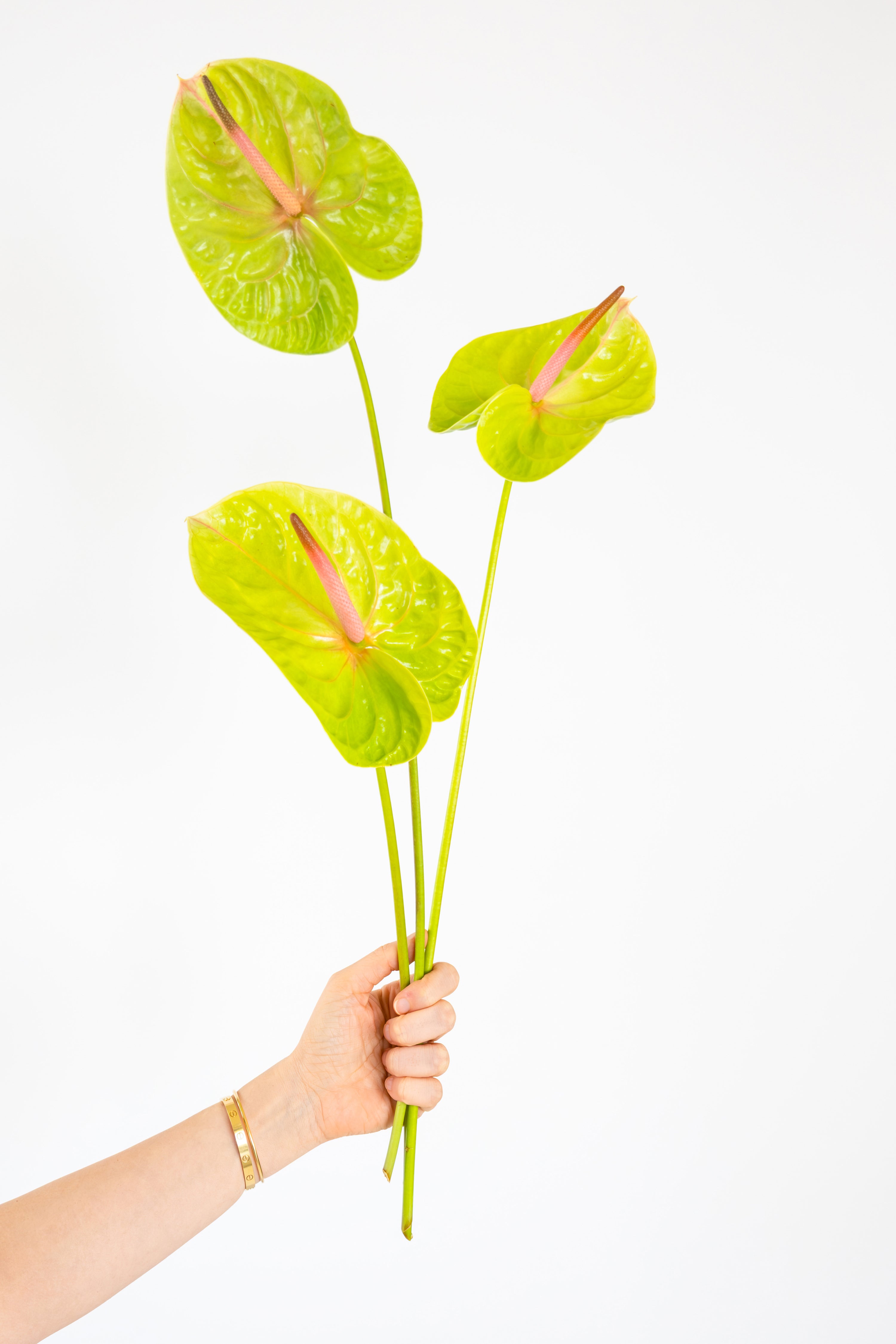 Anthurium in Green