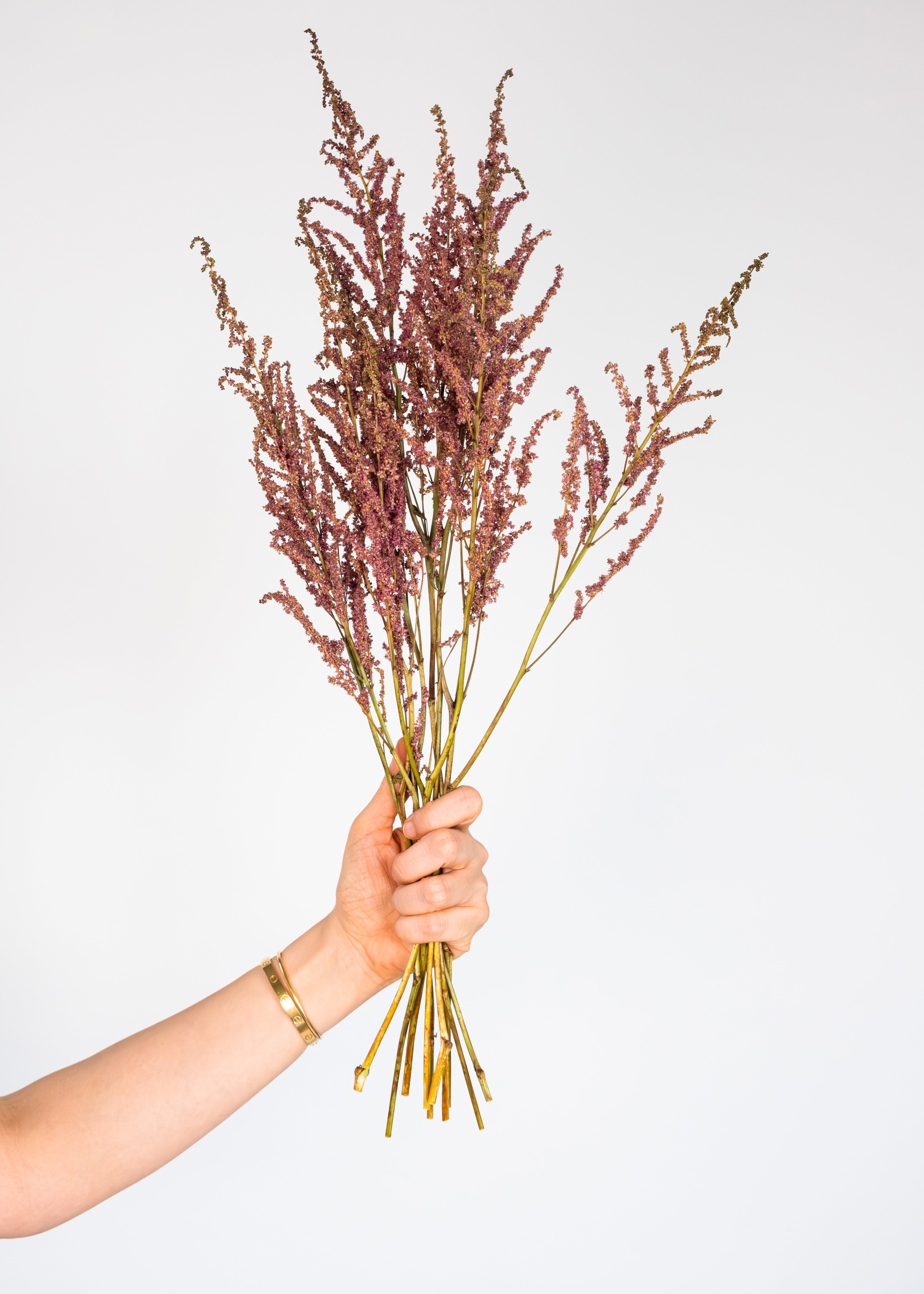 Astilbe in Pink