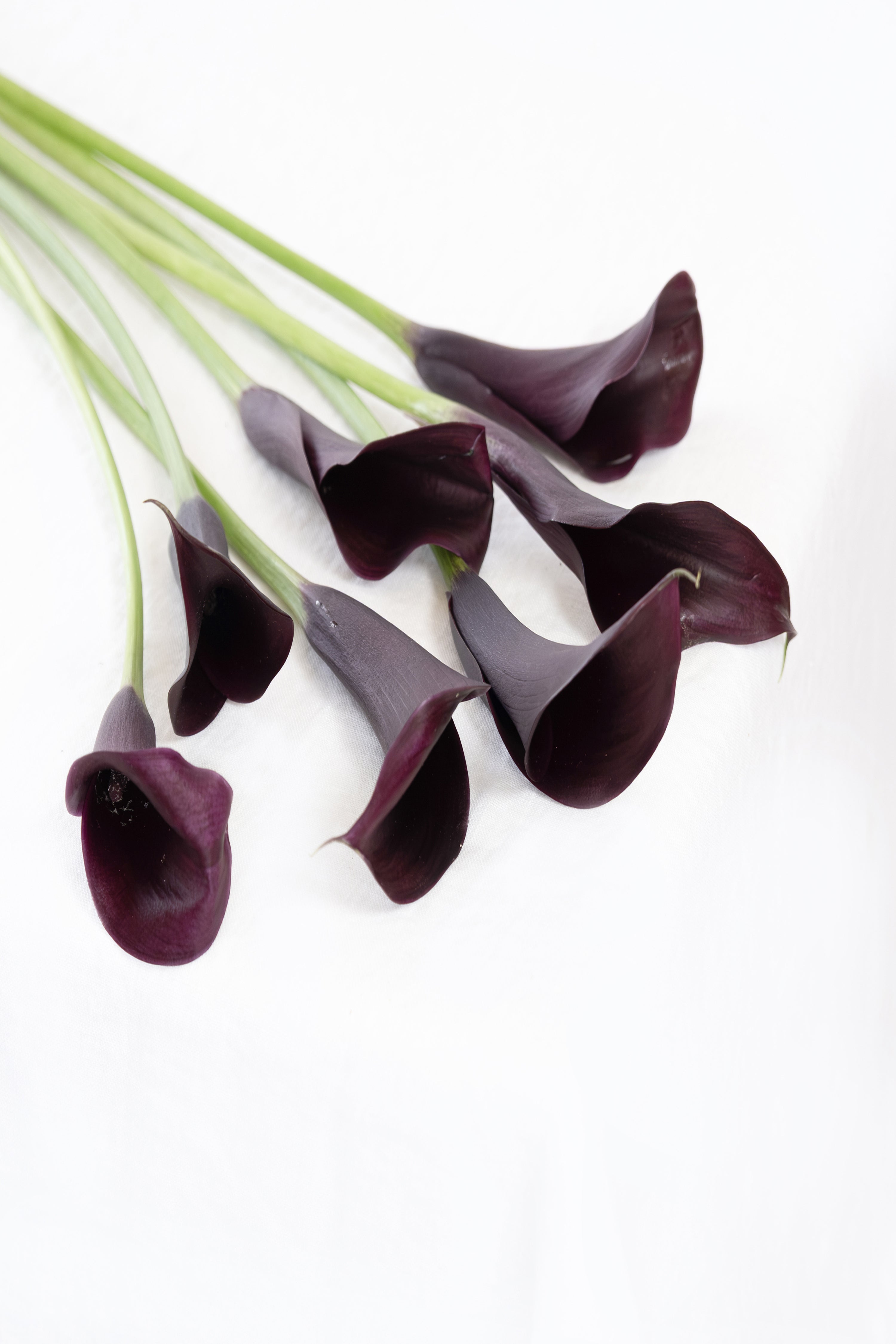Calla Lily in Dark Purple