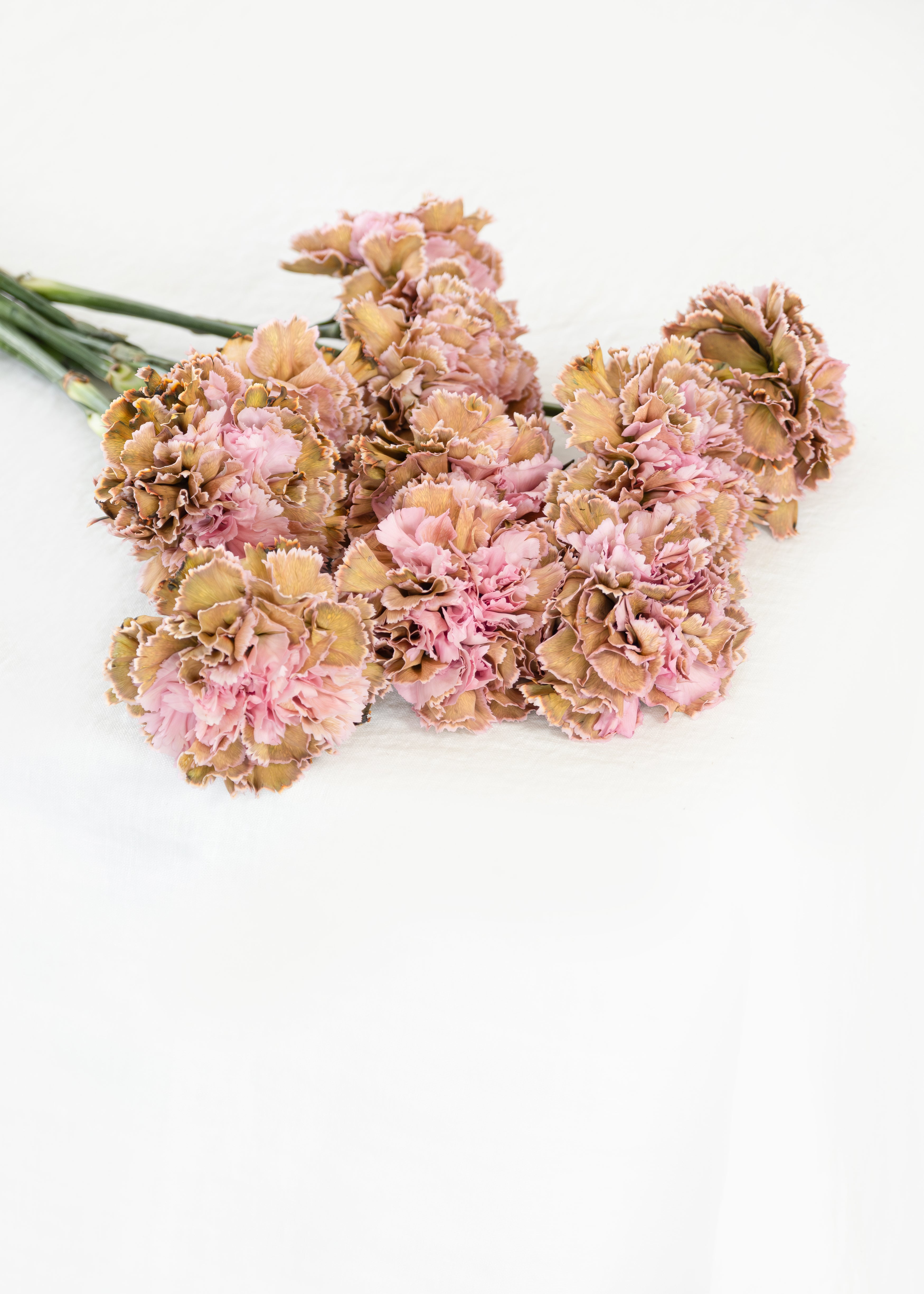 Carnation in Mix Olive and Pink