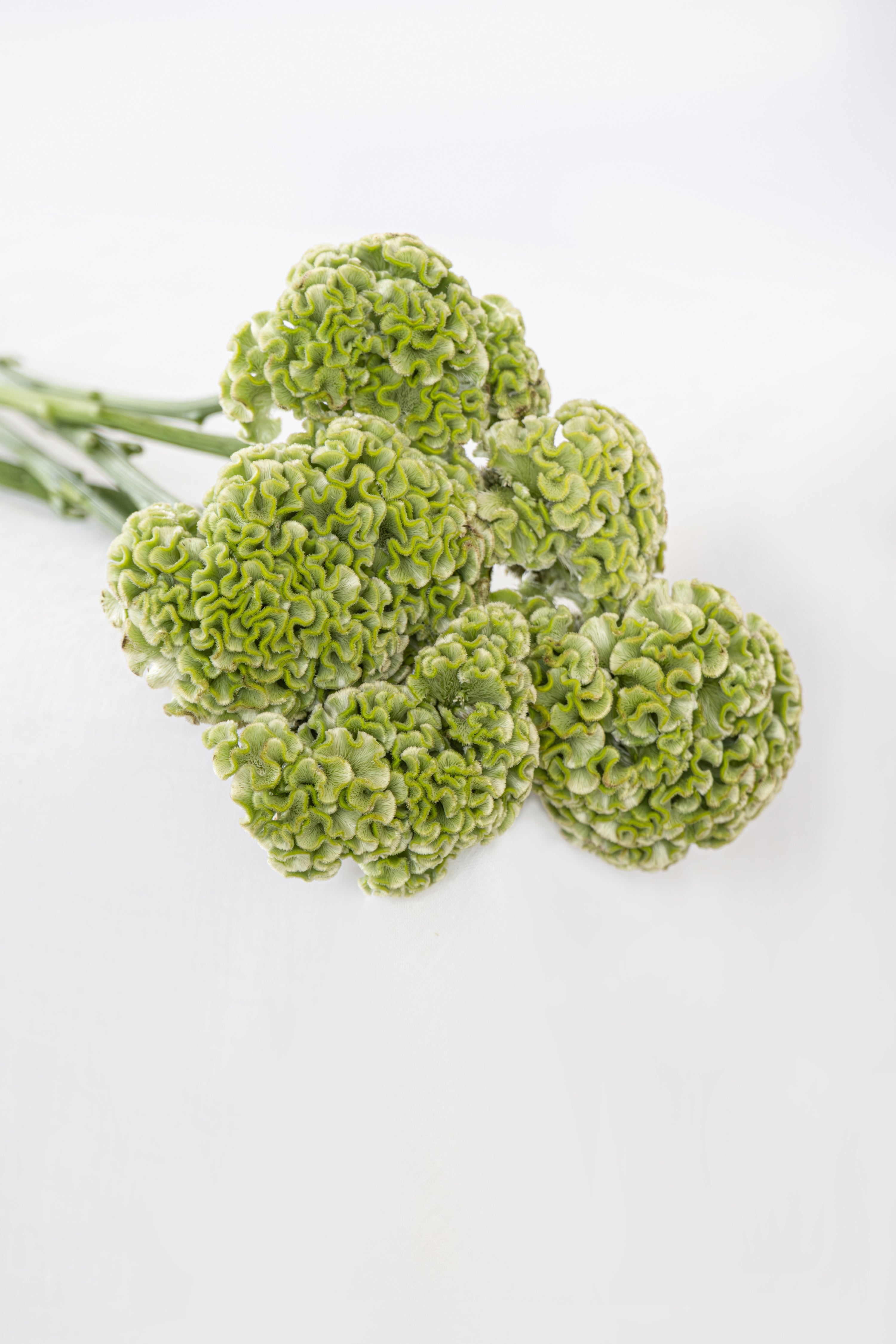 Celosia in Green
