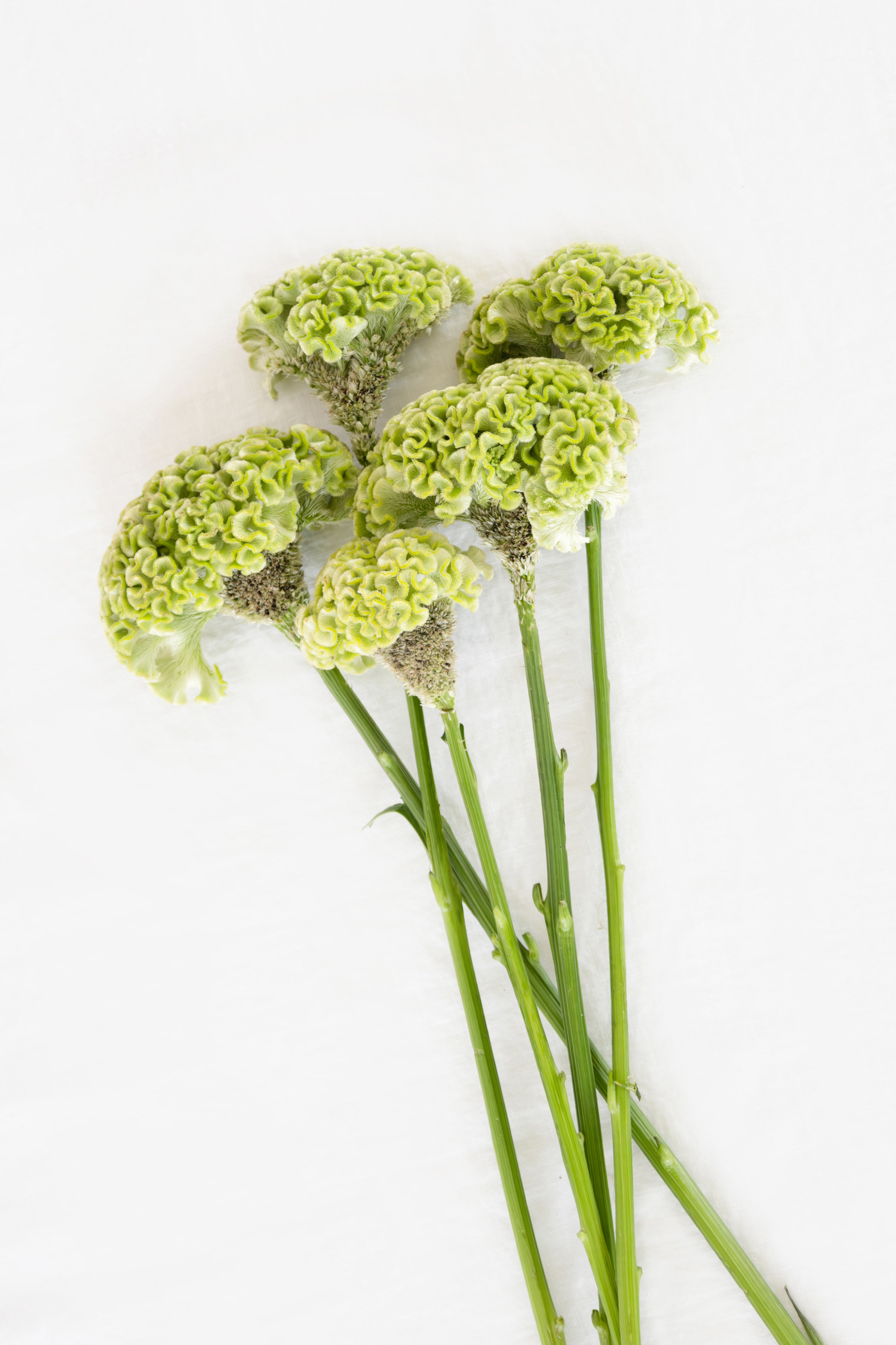 Celosia in Green