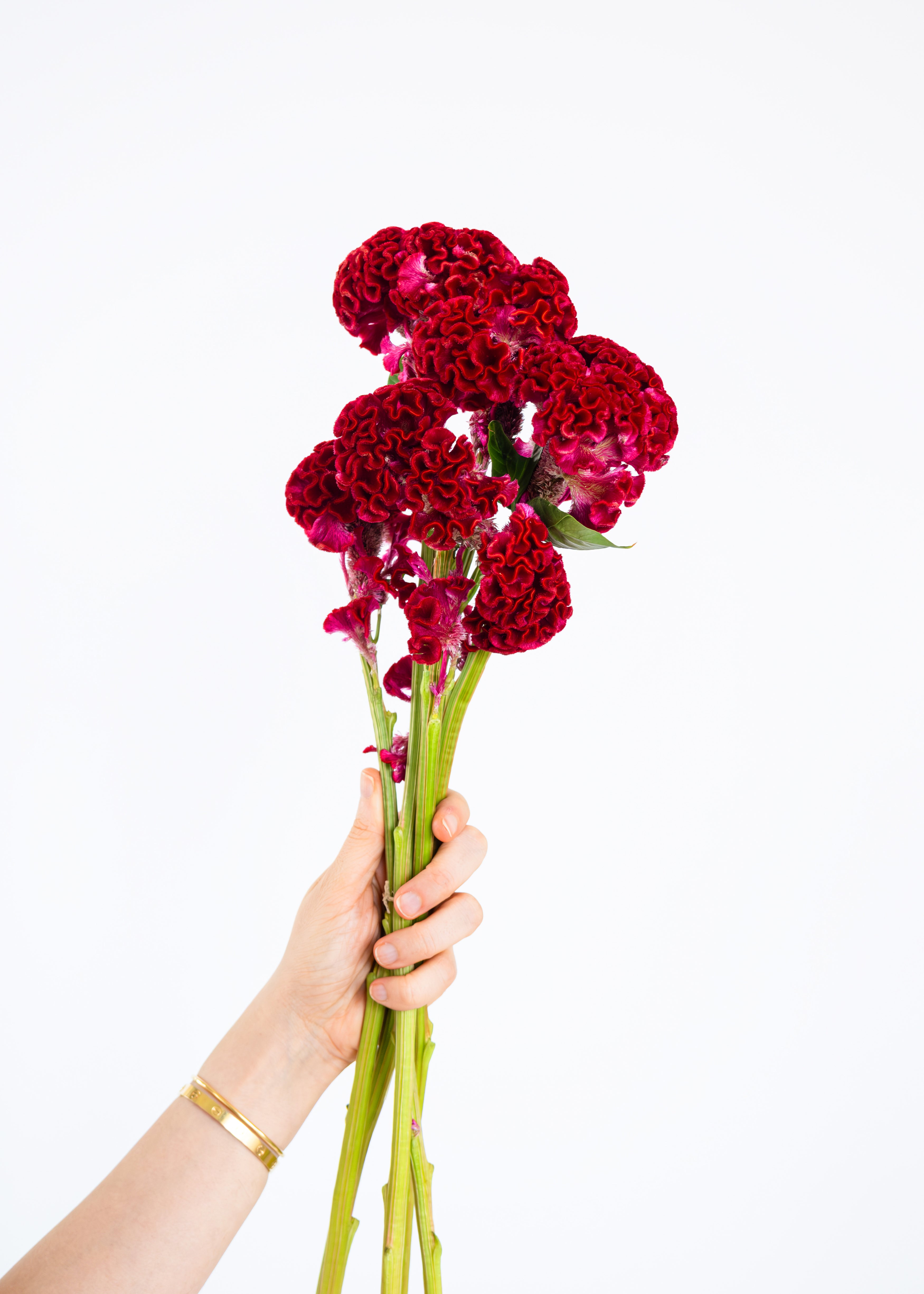 Chrysanthemum in Burgundy Red